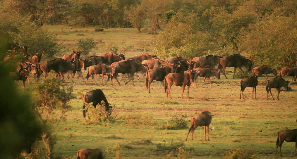 Mara Eden Safari Camp, Masai Mara | Timbuktu Travel