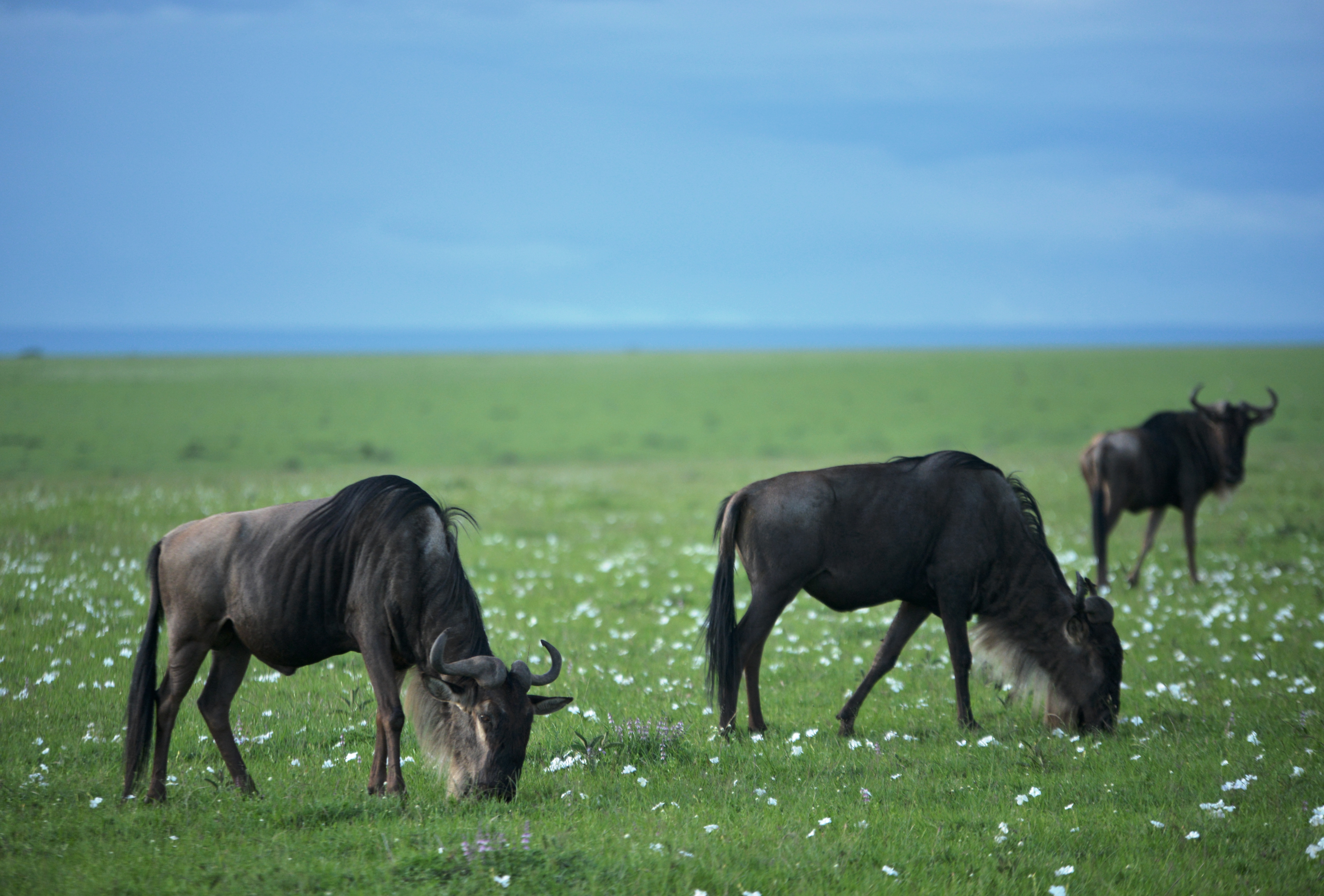 Every year in the most spectacular phenomenon on Earth - the Great Annual Wildebeest Migration, more than 2 million wildlife cross the Mara River in search of greener pasture