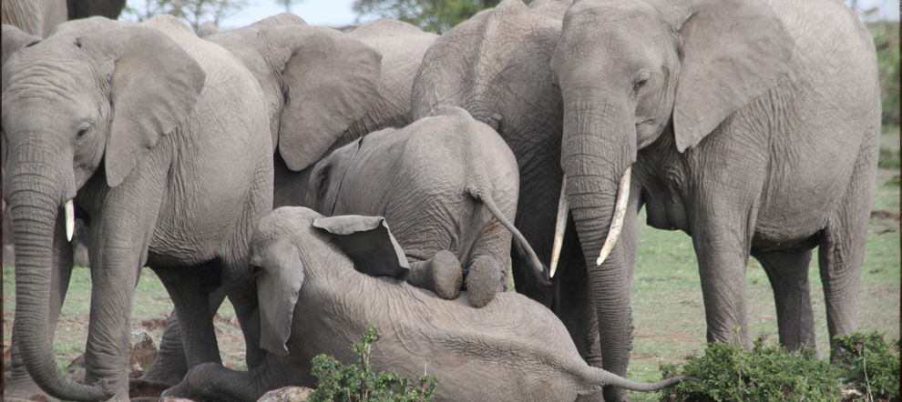 A haven for elephants at Mugie conservancy.