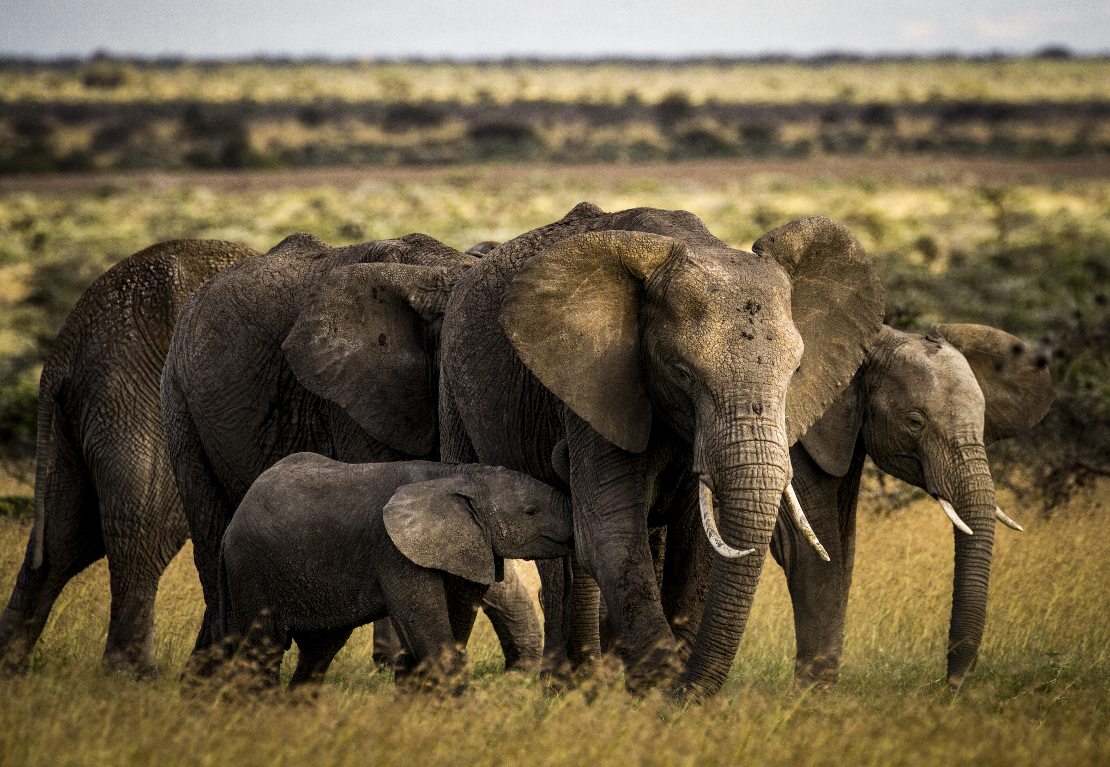 Elephant herd