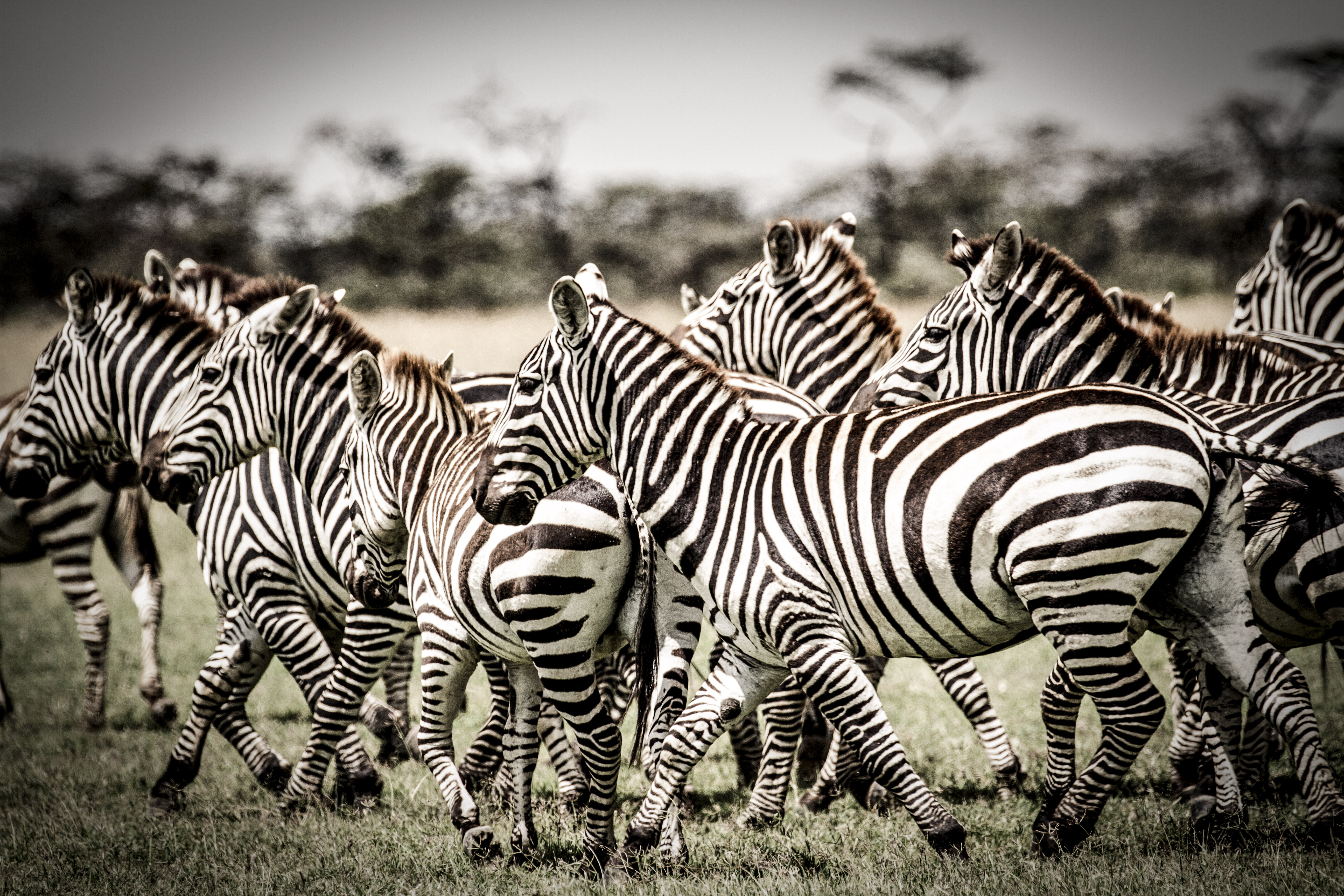Zebra herd