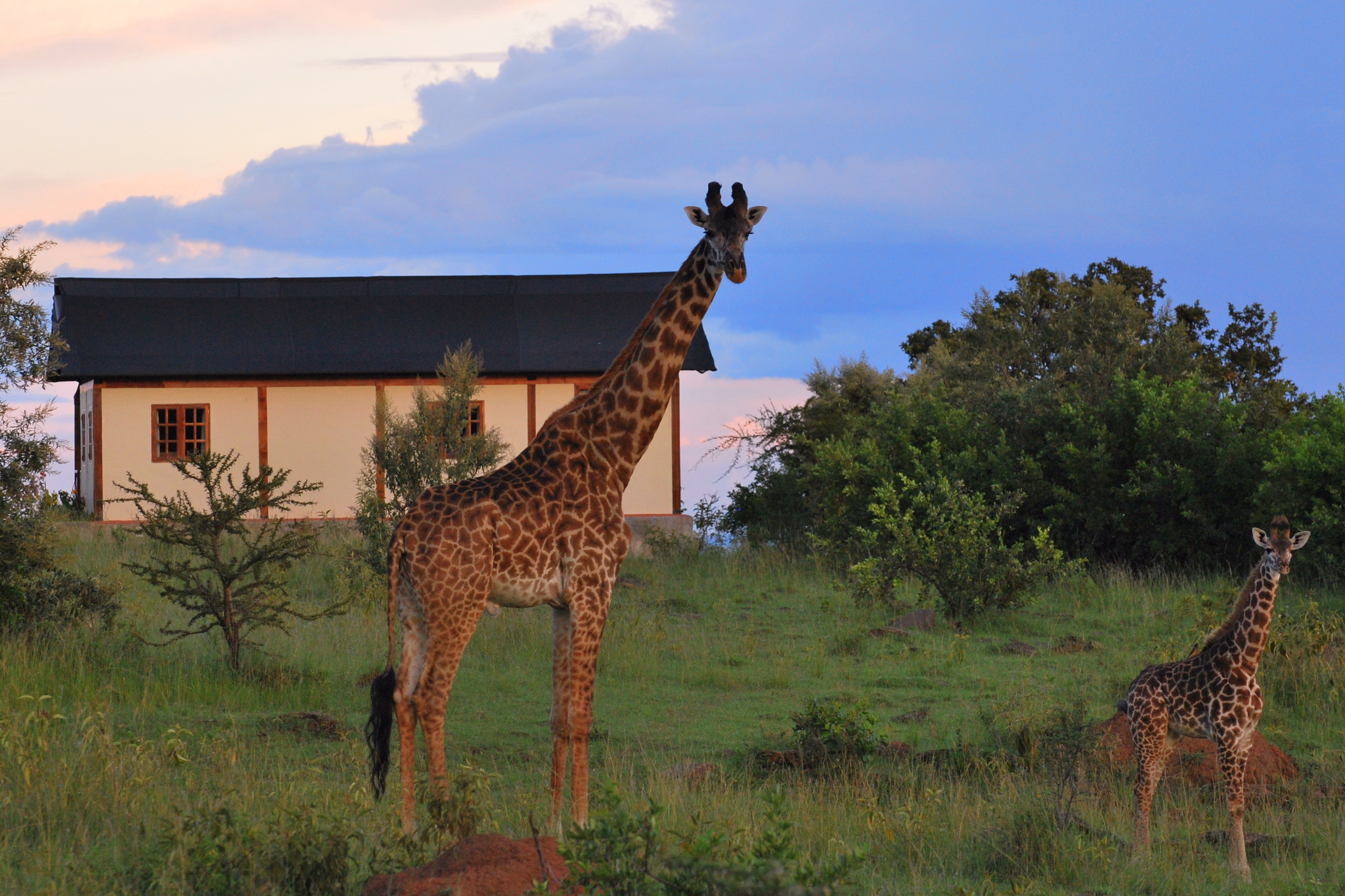 Mara West is not fenced so we often have beautiful creatures coming into camp!
