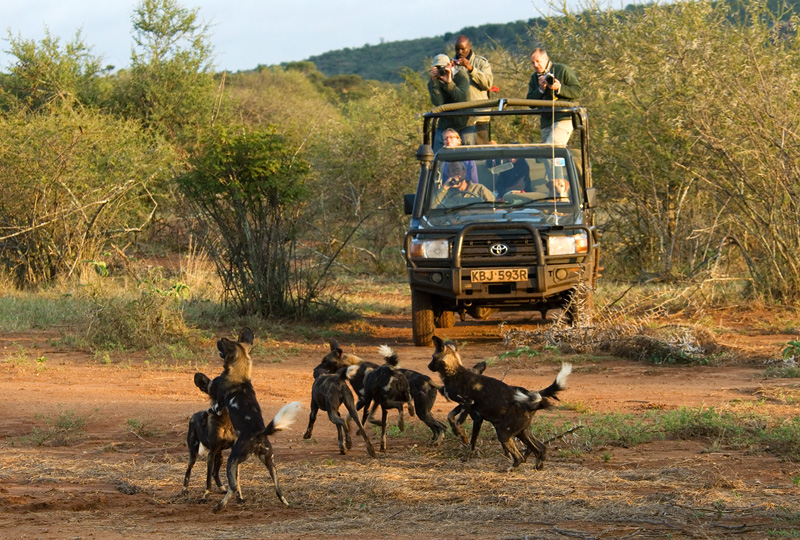 Sosian has become one of the best places to see the rare Wild Dog in Kenya