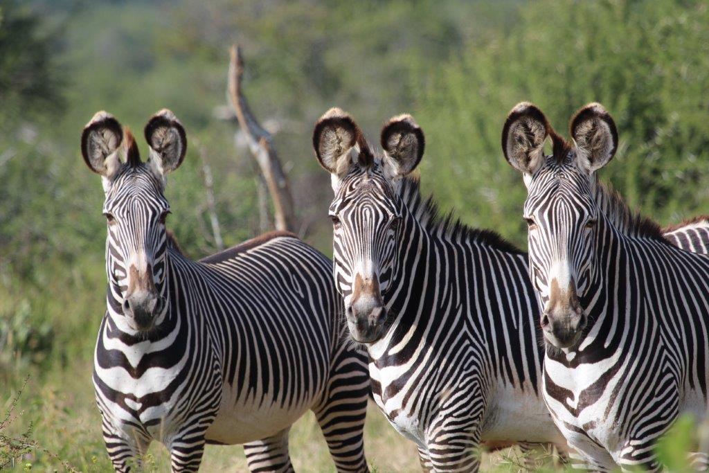 Some rarer northern species seen at Sosian