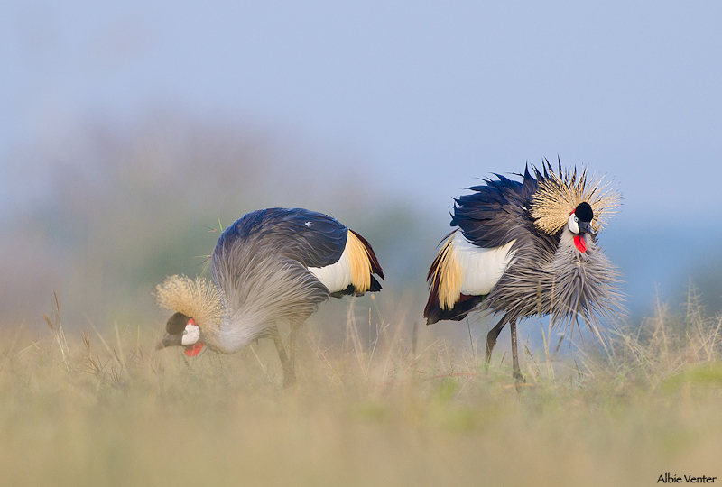 Superb birding at Sosian with over 350 different bird species