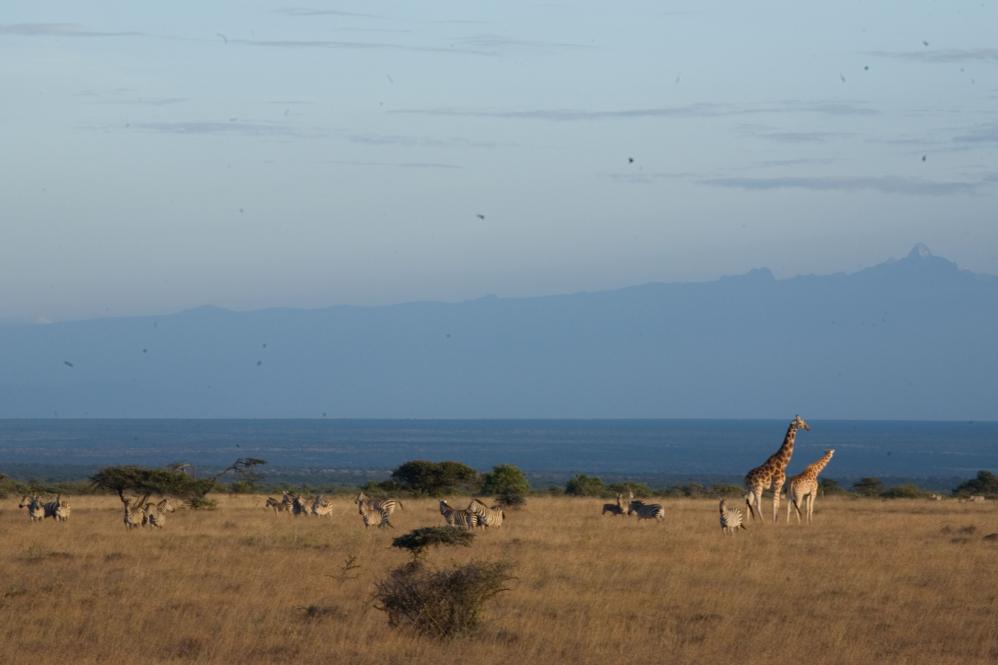 This is unspolit Africa