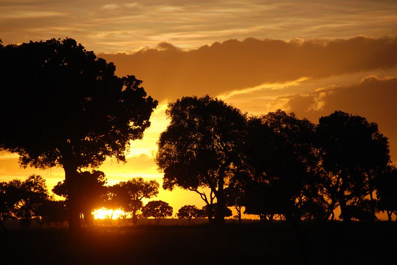Beautiful sunset at the Royal Mara Safari lodge