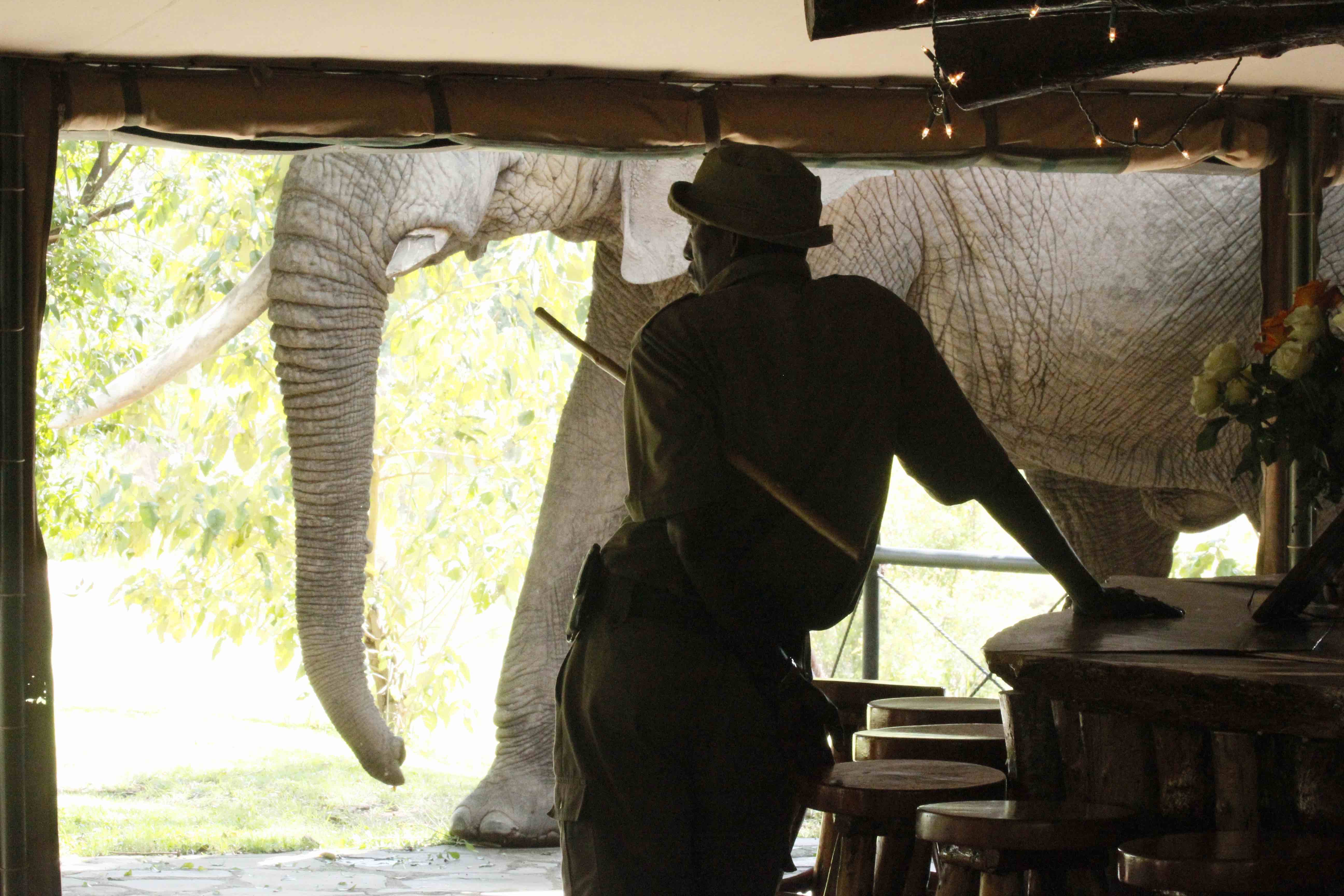 Elephant Blossom comes past Governors Camp bar