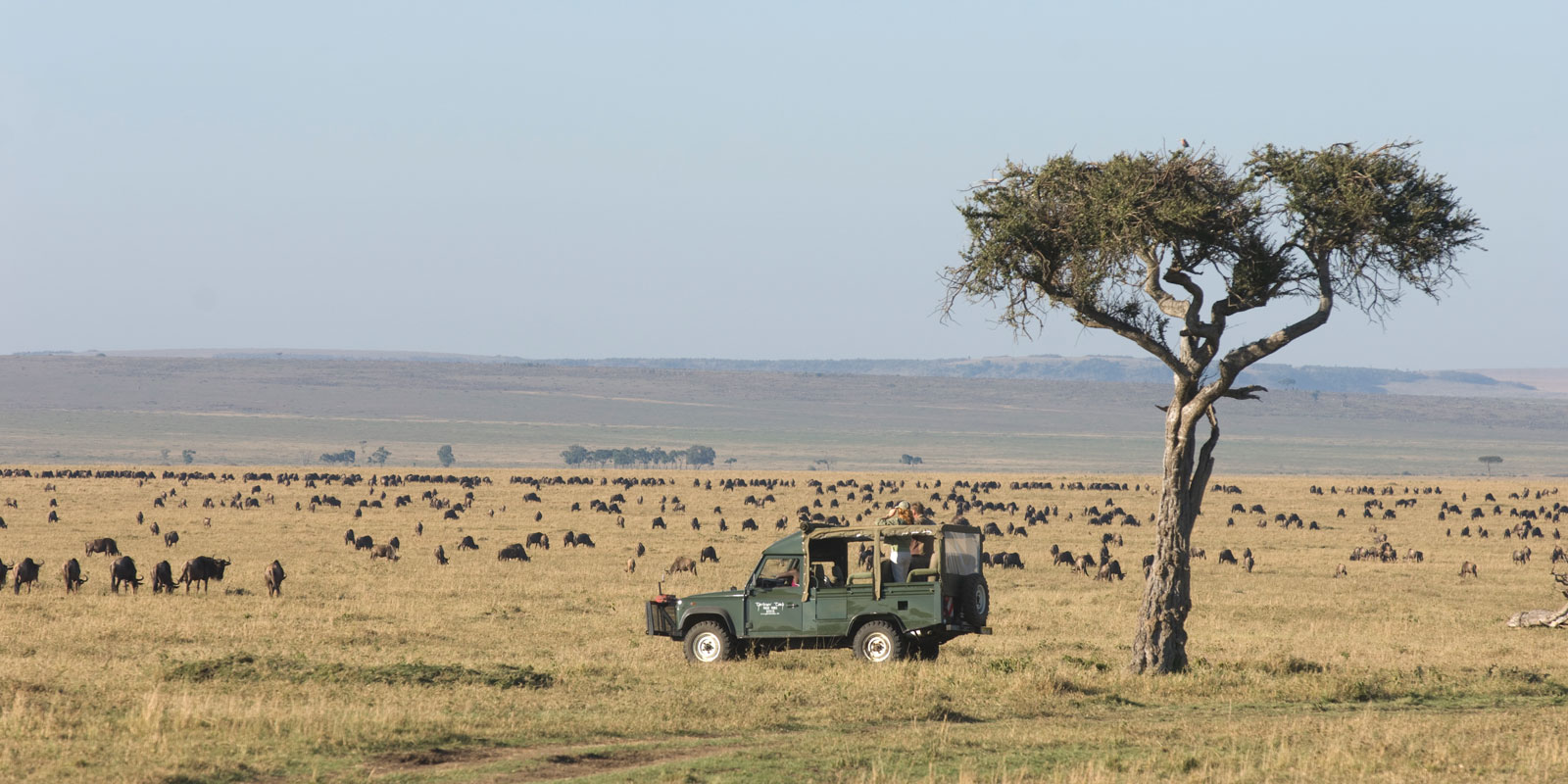 We offer game drives in our custom built 4wd vehicles, the Governors Camp Collection camps are located in the heart of the Masai Mara national Reserve which means you wont waste time getting to the wildlife. 