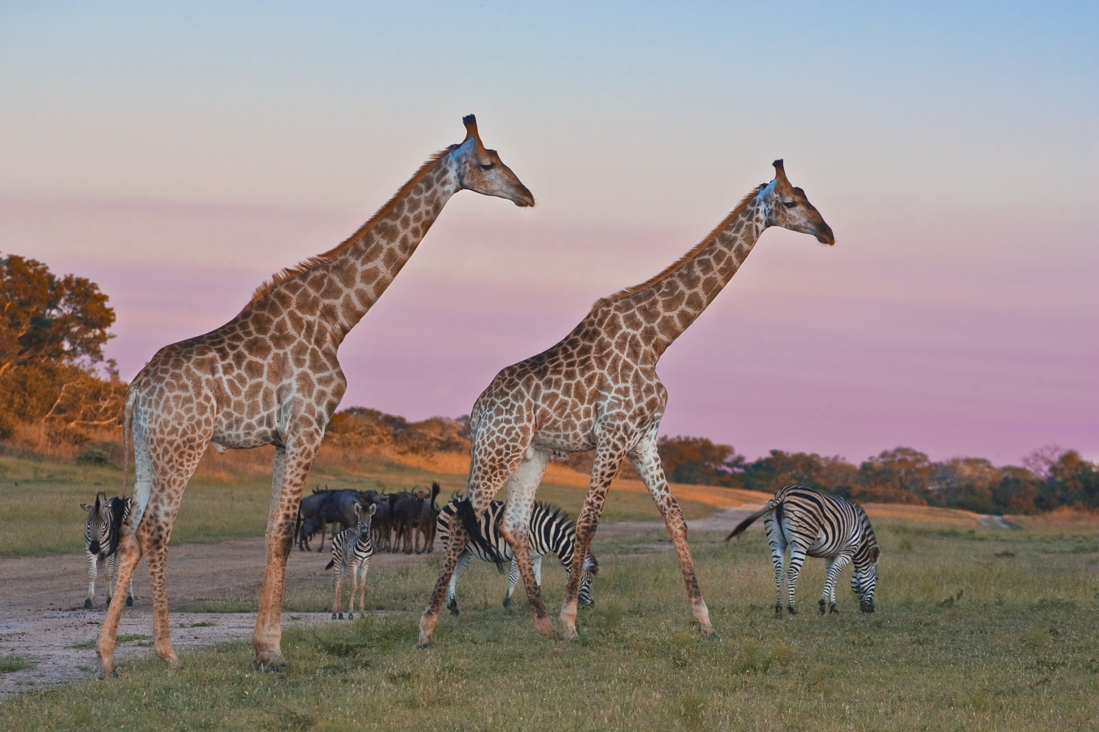 Giraffes