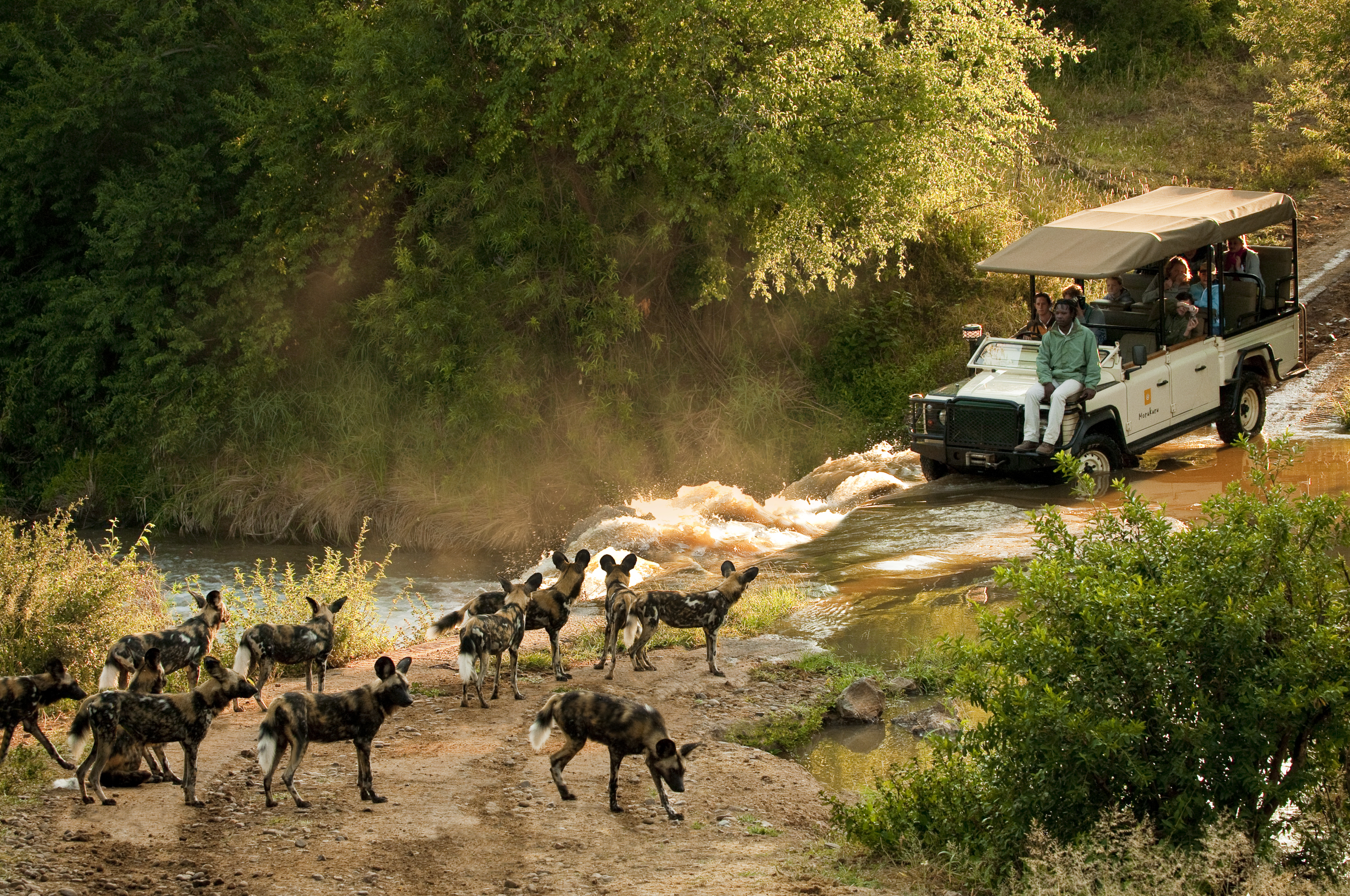 African wild dogs during the gamedrive