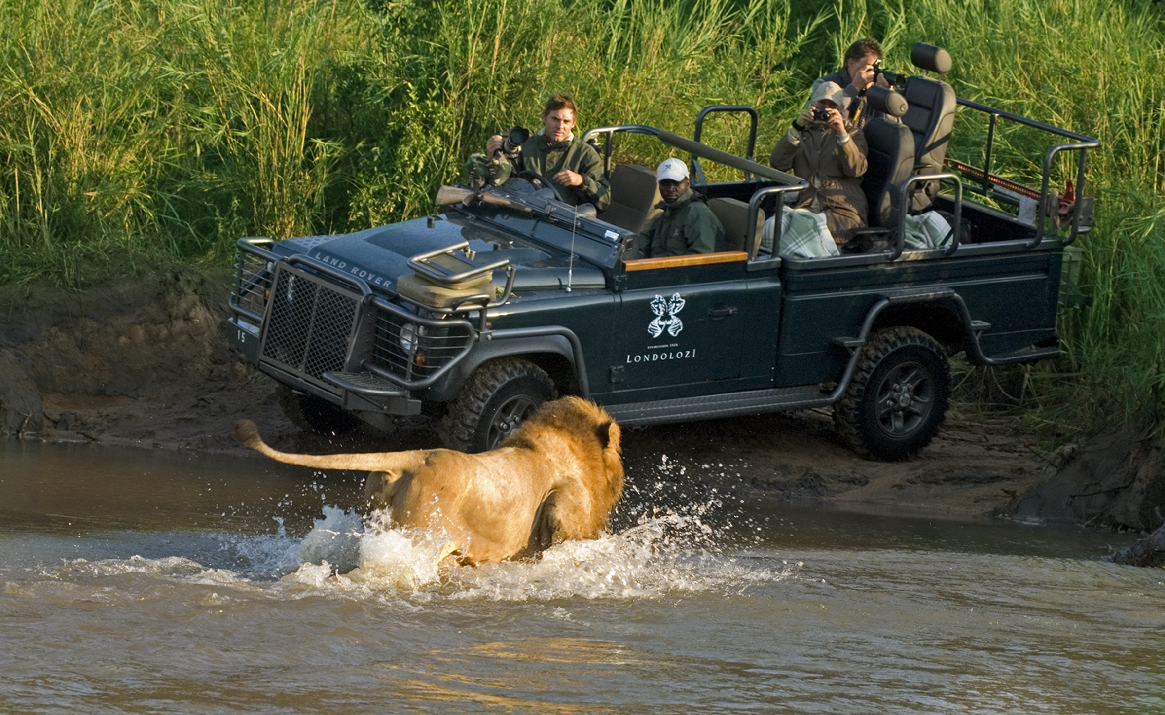 Guests watching lion cross the Sand river