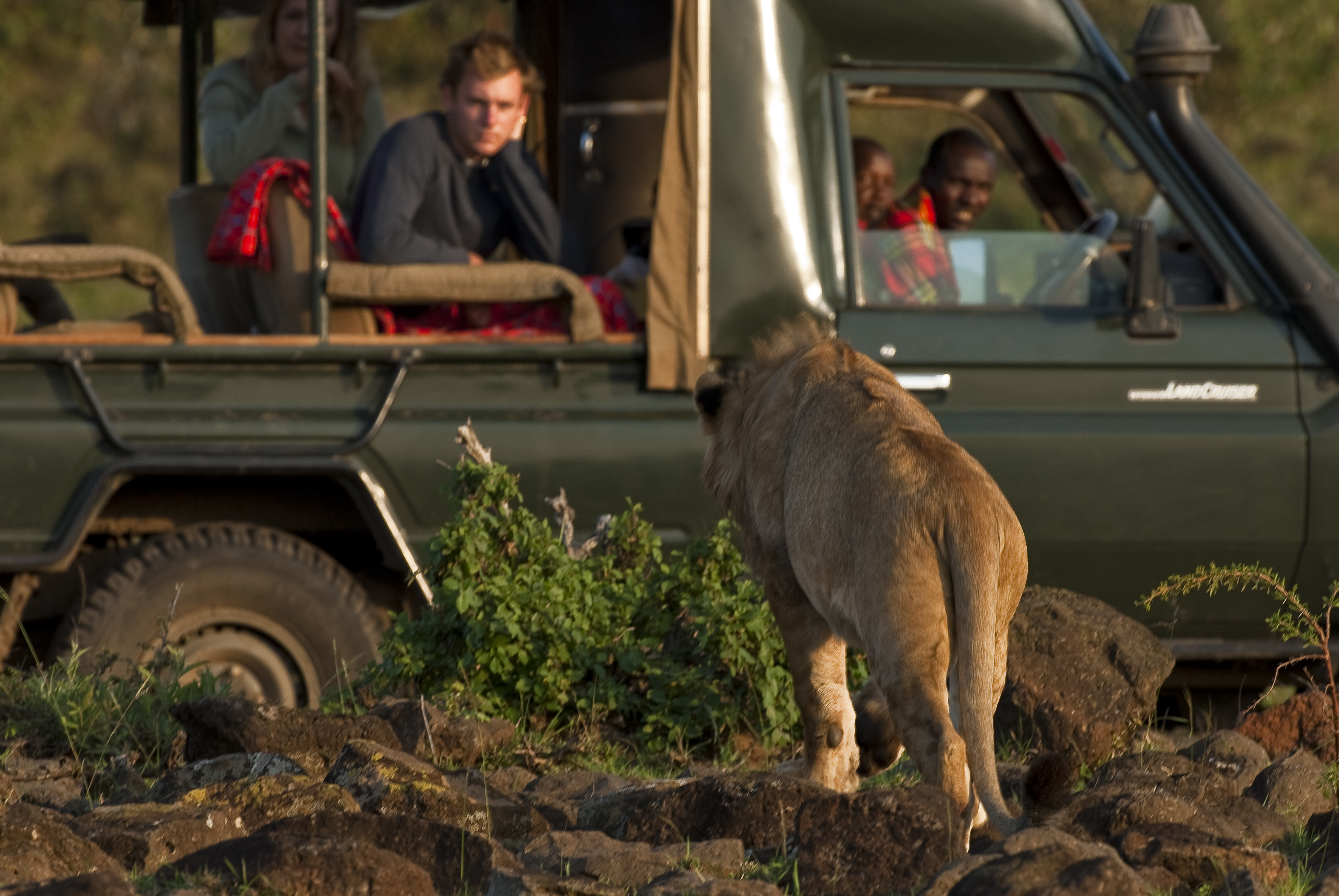 Being in the Mara North Conservancy means we can get quite close to our pride.