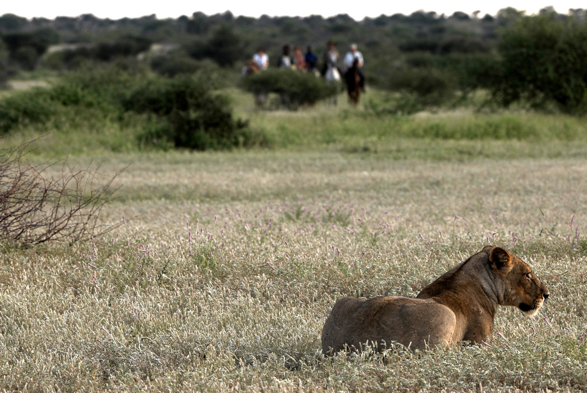 Mashatu Horse-back Safaris