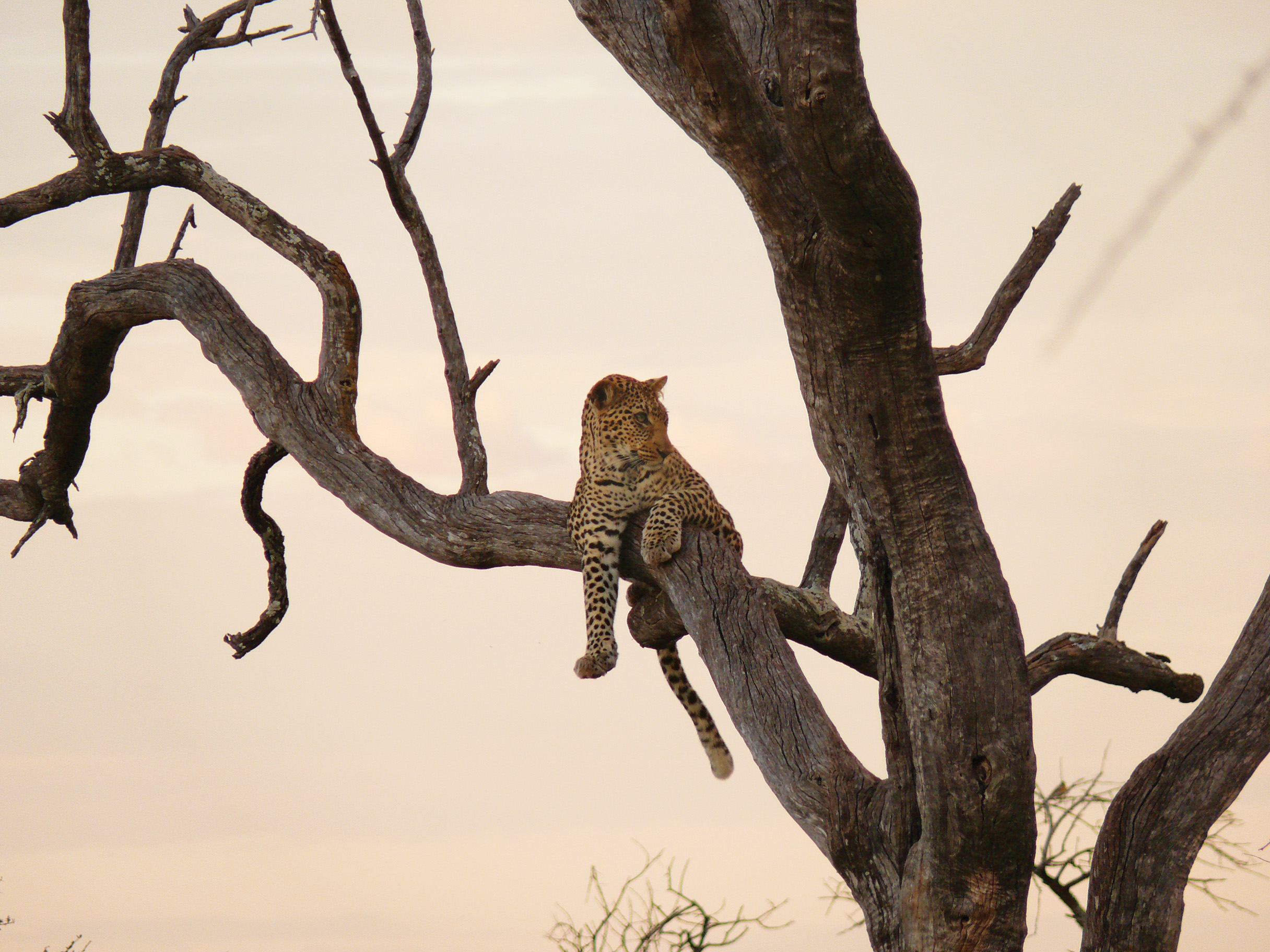 A leopard selects an elevated vantage point for safety and to scan the surrounding area.