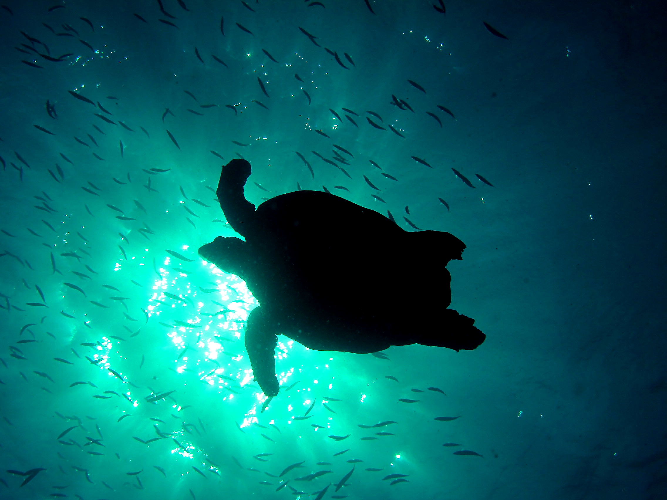 Loggerhead Turtle on its way to the surface for a breath of air