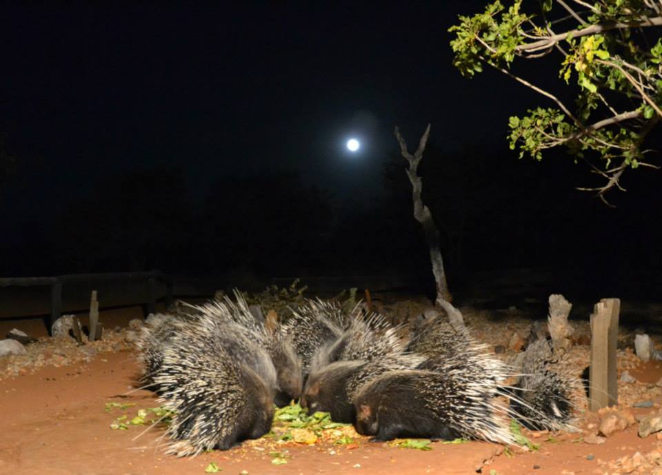 Porcupine Camp, Damaraland | Timbuktu Travel