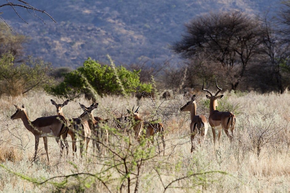 Gabus Game Ranch, Namibia 