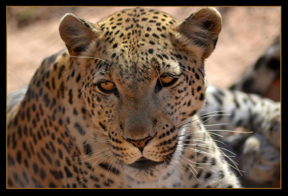Tornado is one of the many animals that can be seen during the animal feeding everyday.