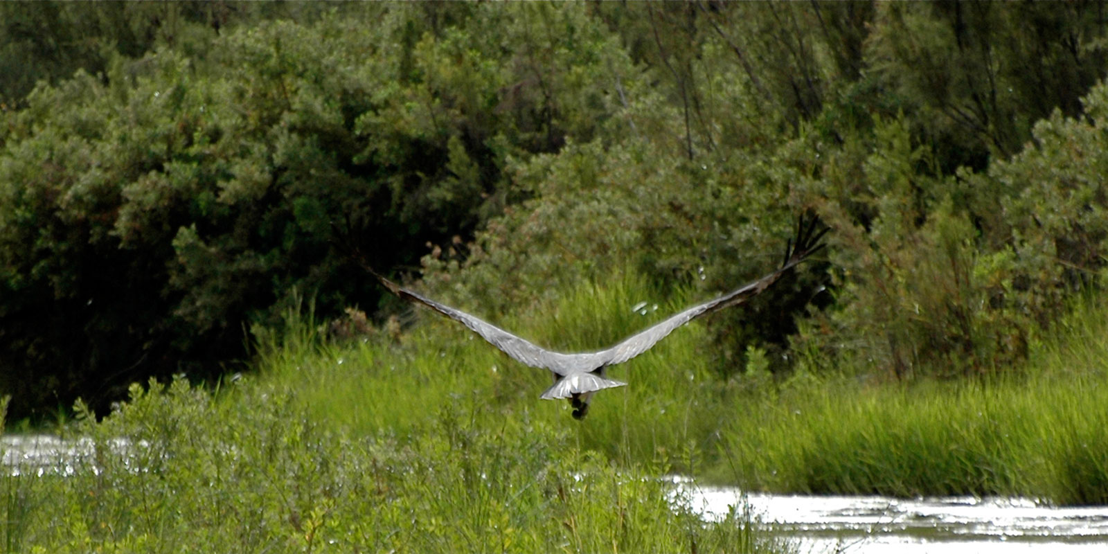 The wonders of the Kunene River will provide plenty of entertainment, including rich birdlife