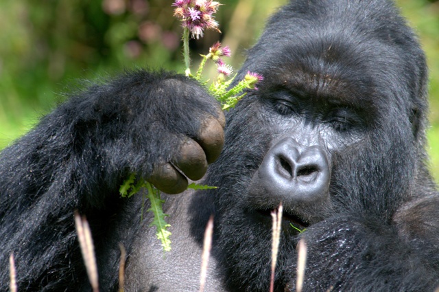 Le Bambou Gorilla Lodge, Volcanoes | Timbuktu Travel