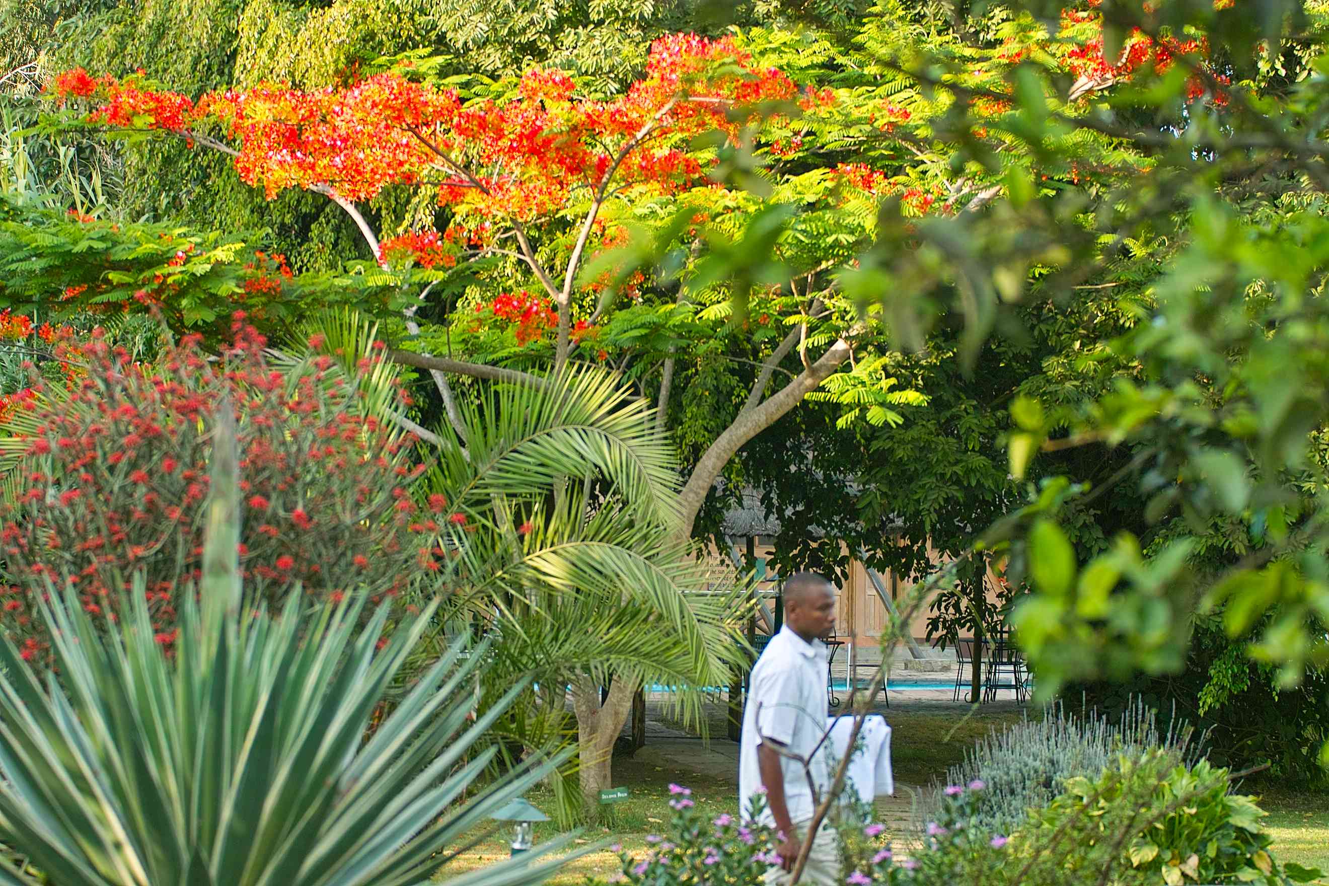 Tropical Garden