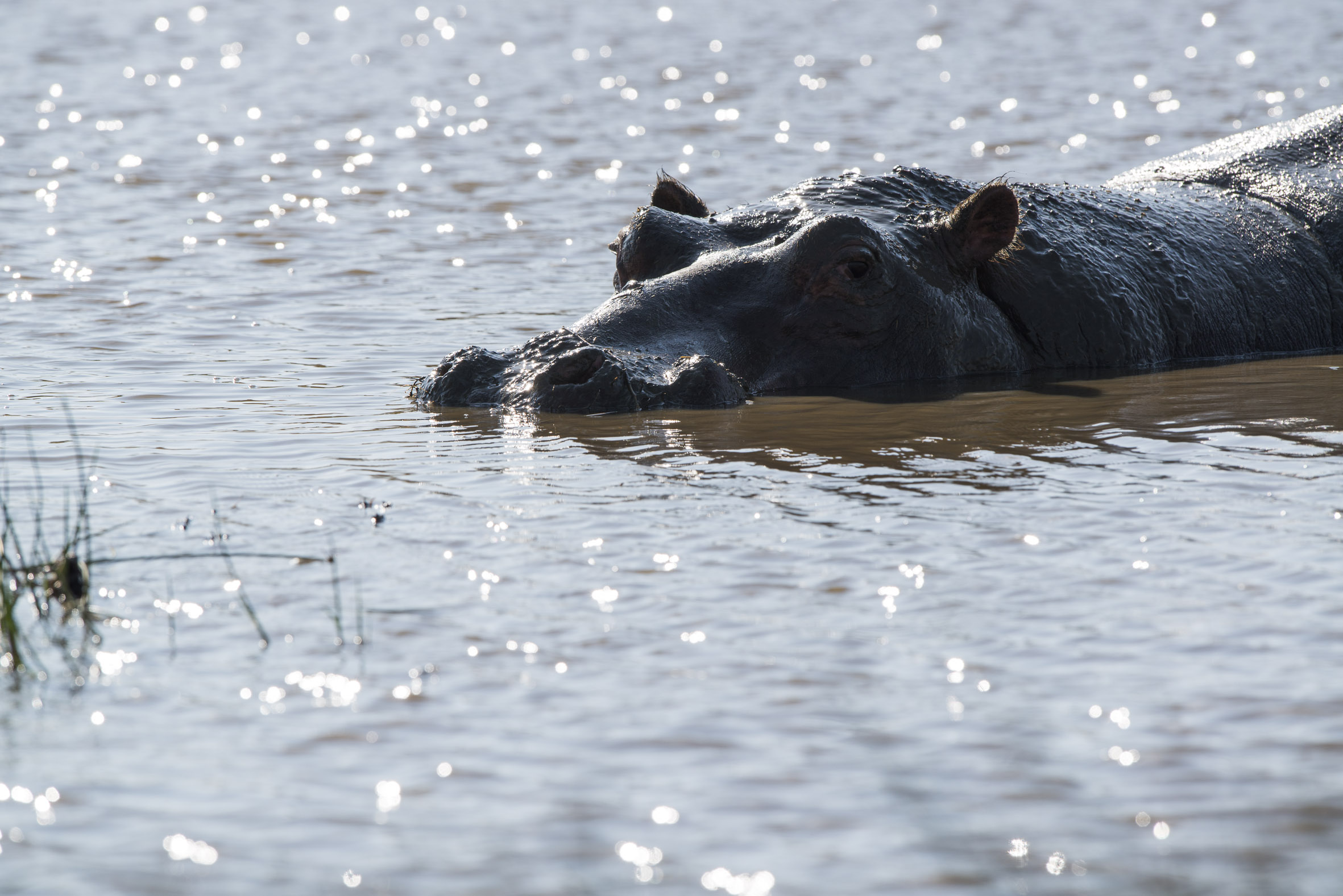 Game viewing in Seronera Area