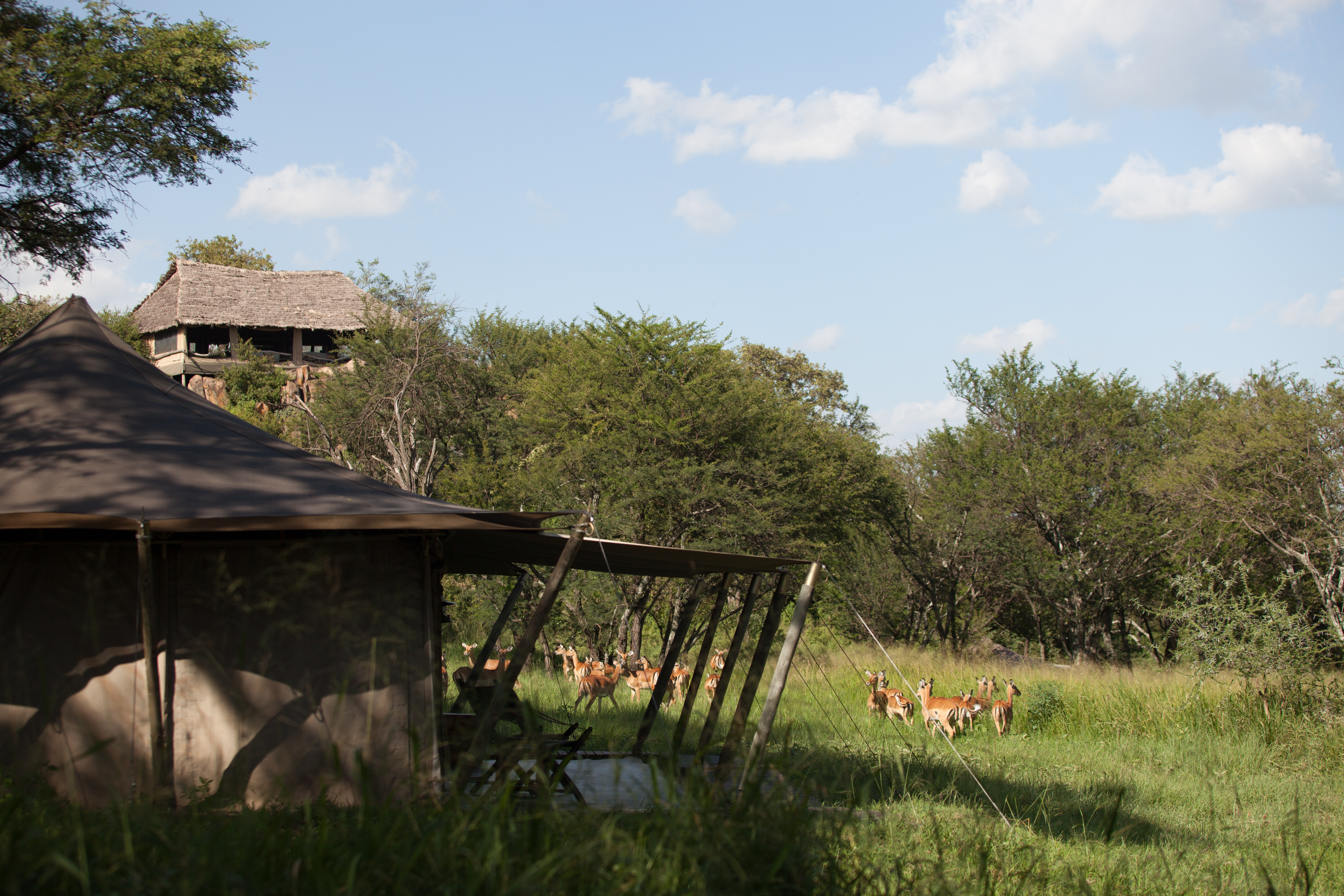 With no fences, the wildlife of the area freely roam through the camp