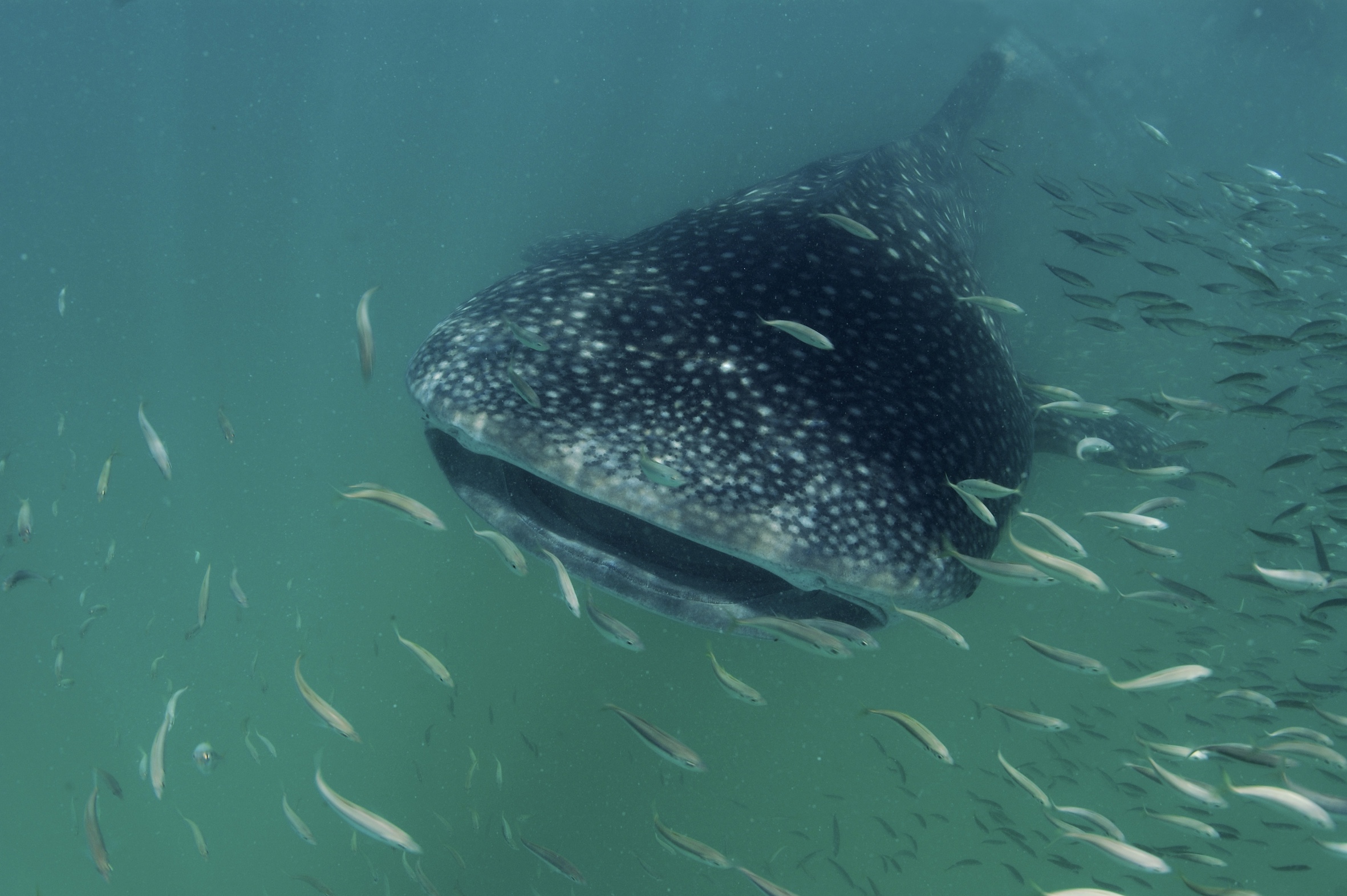Mafia Island Lodge whaleshark