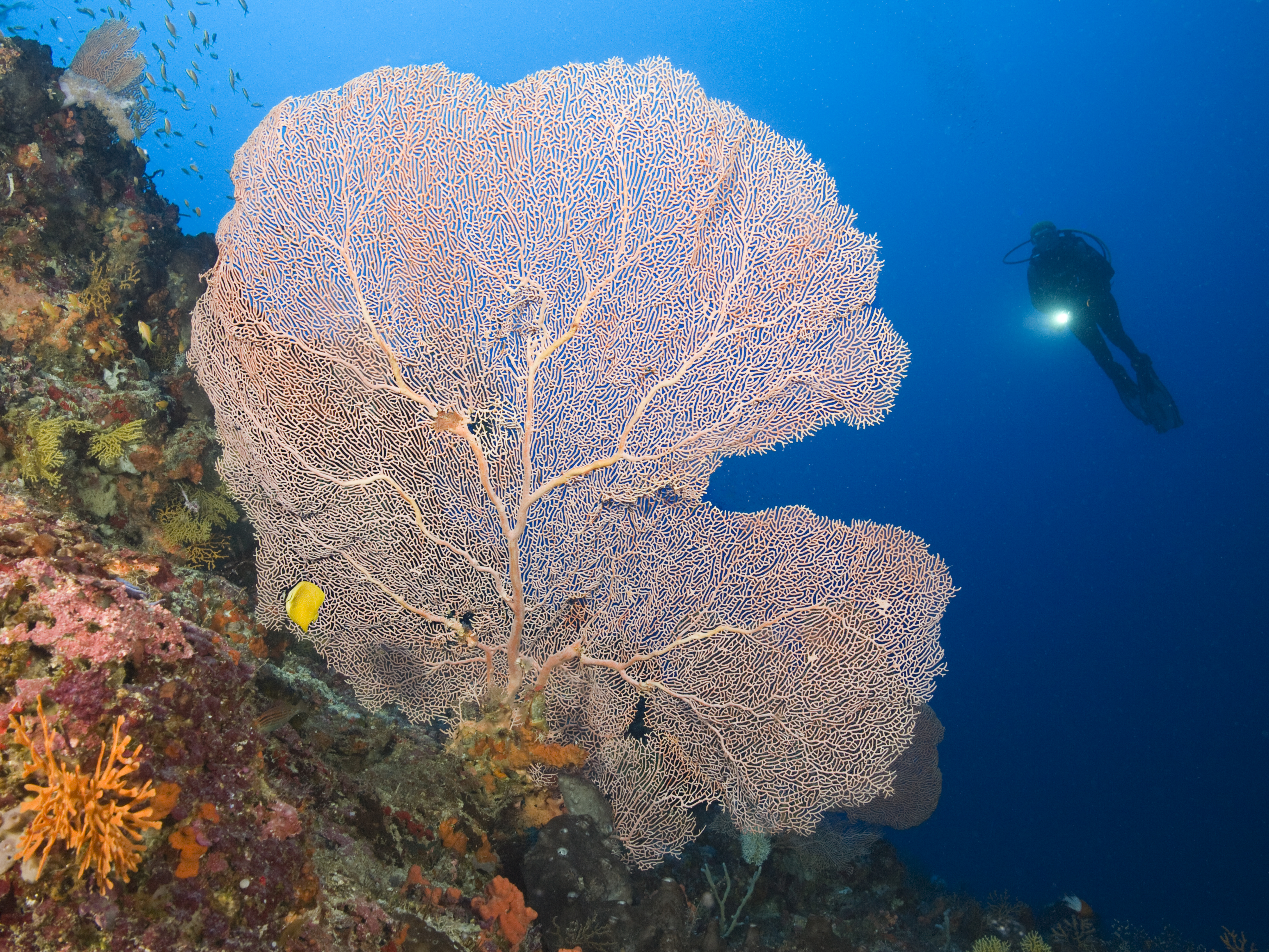 Gorgonian Coral in Mafia Island Marine Park