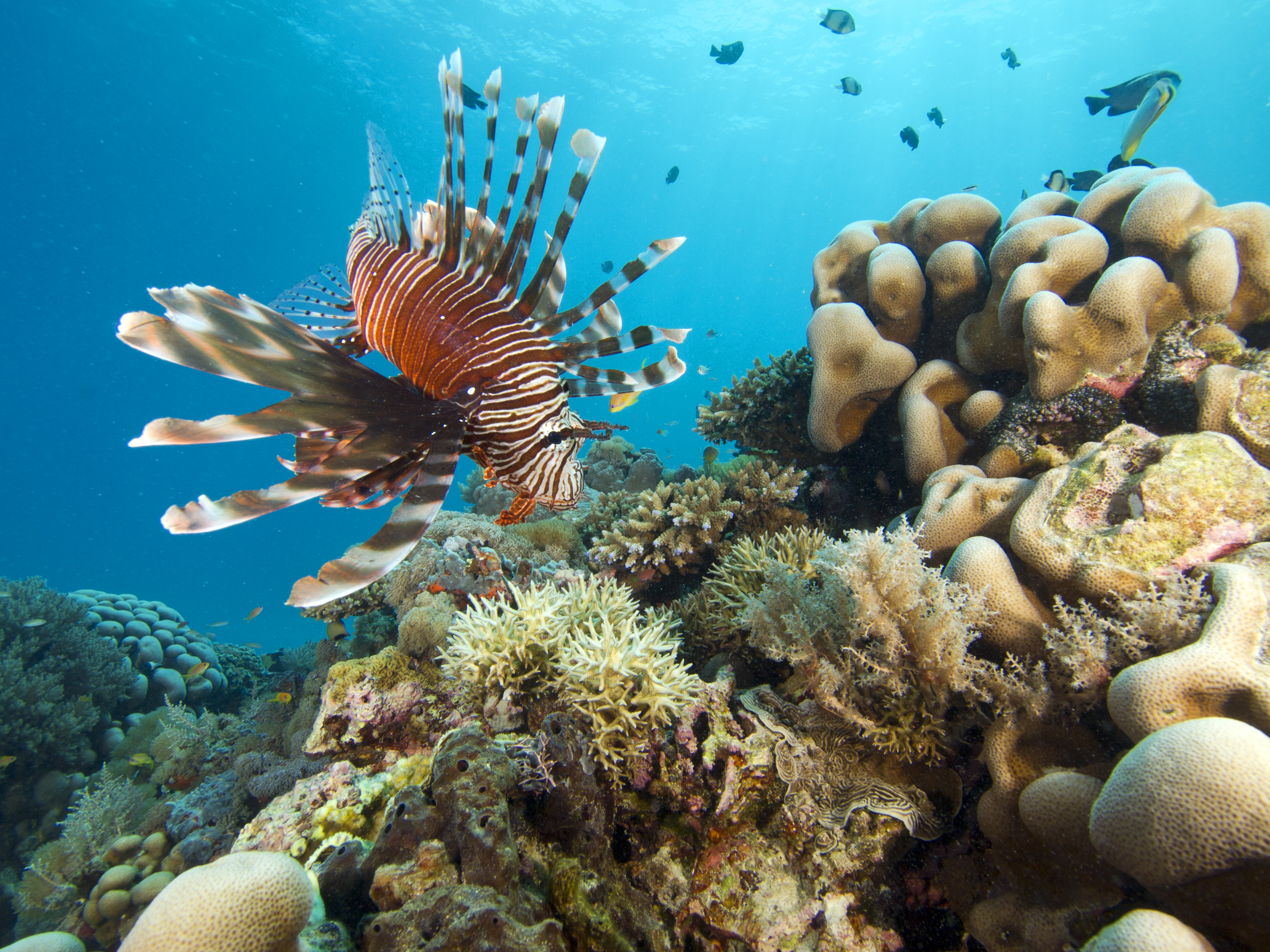 Lion Fish (Pterios volitans)