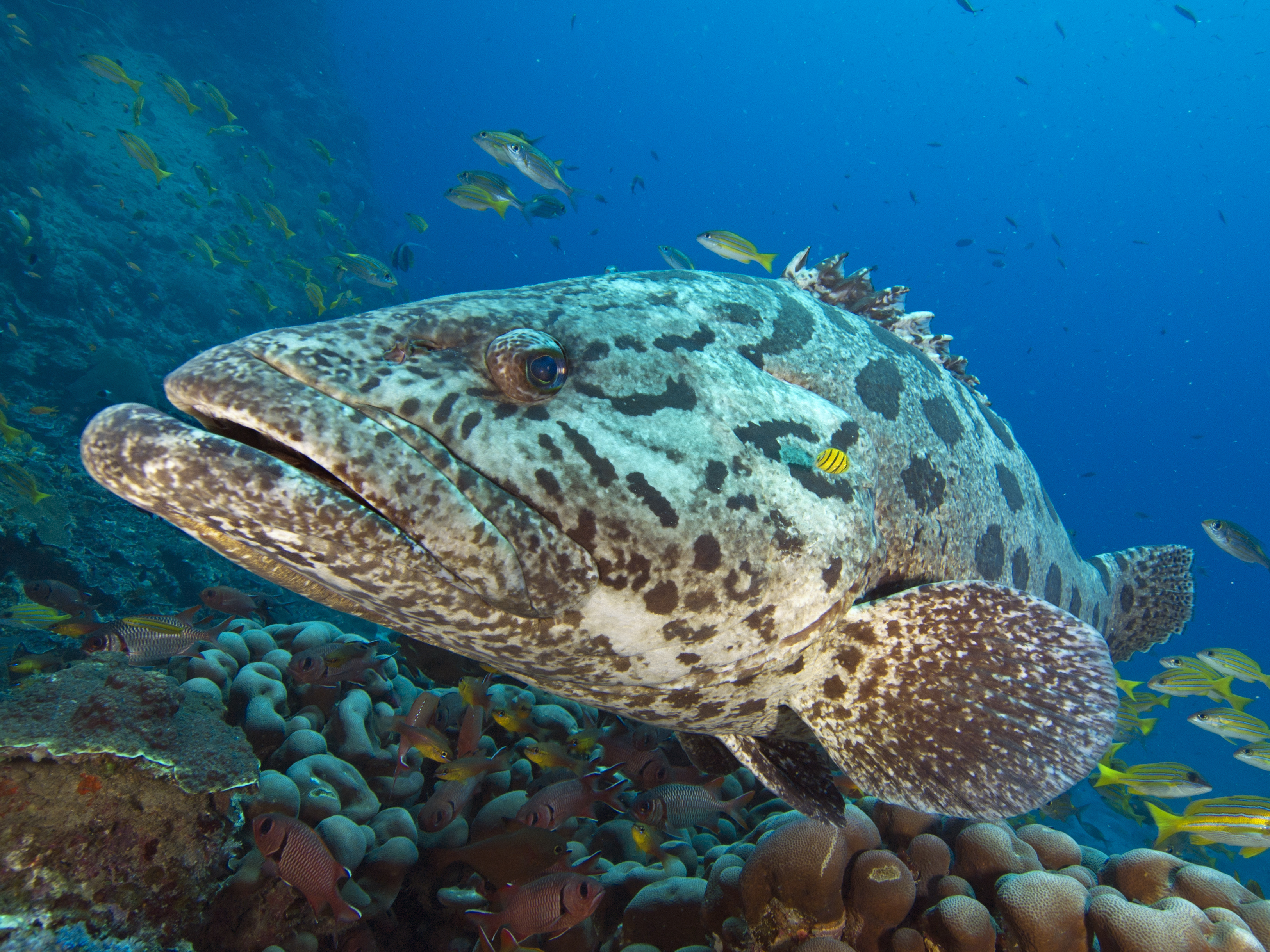 Giant Potato Cod (Epinephelus tukula)