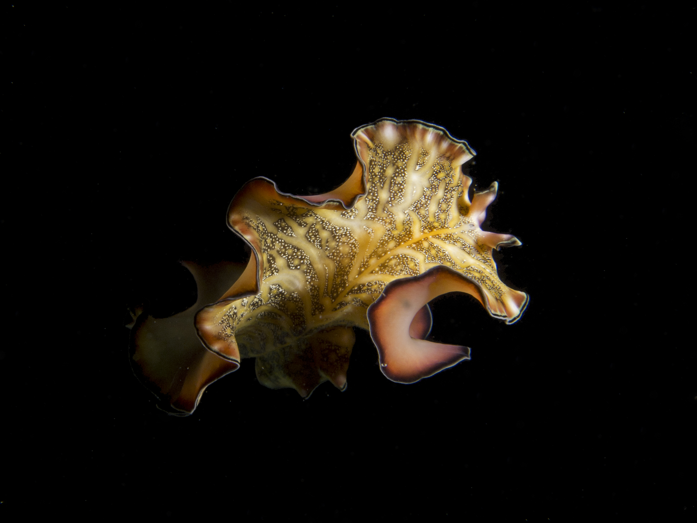 Nudibranch in Mafia Island Marine Park