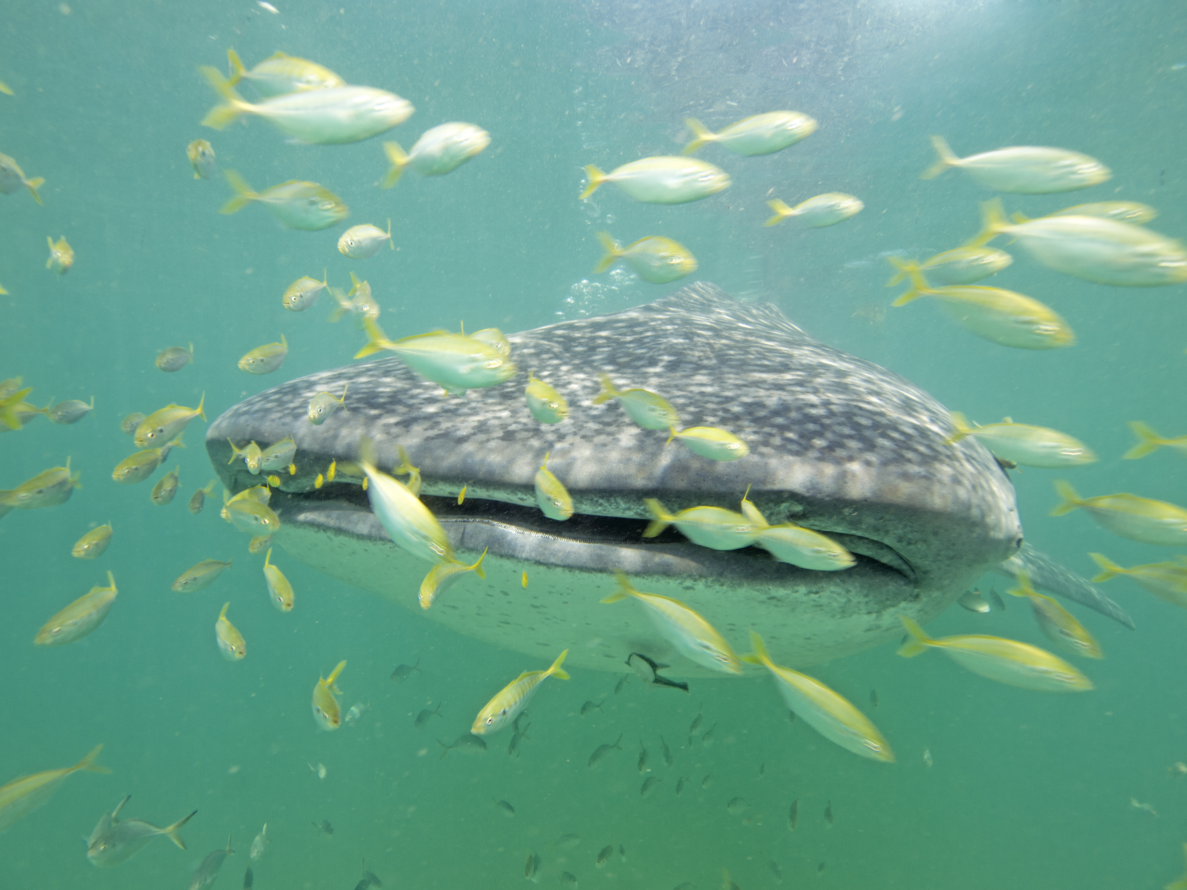 Whale shark (Rhincodon typus) near Kilindoni Mafia Island