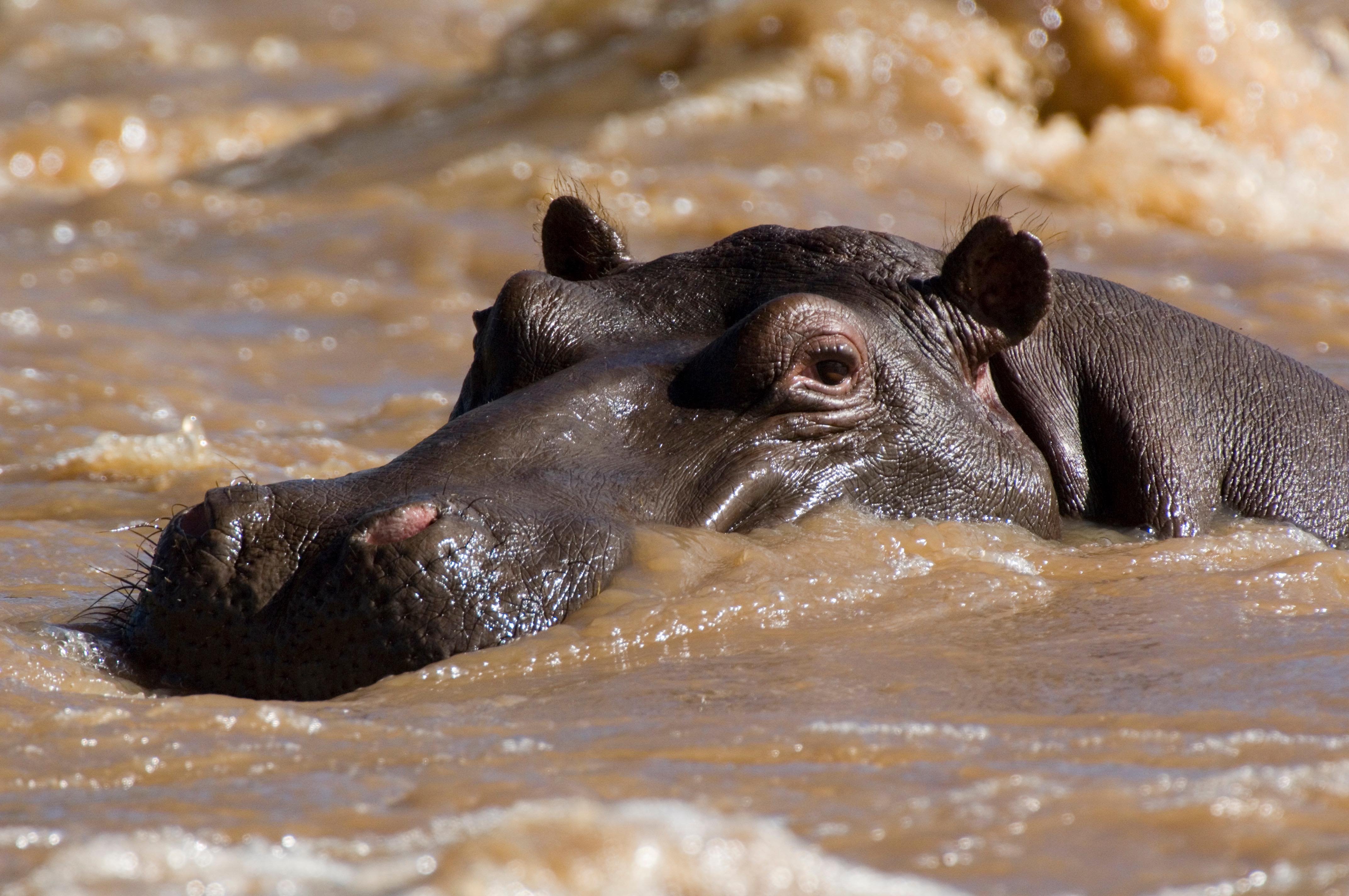Wallowing hippo