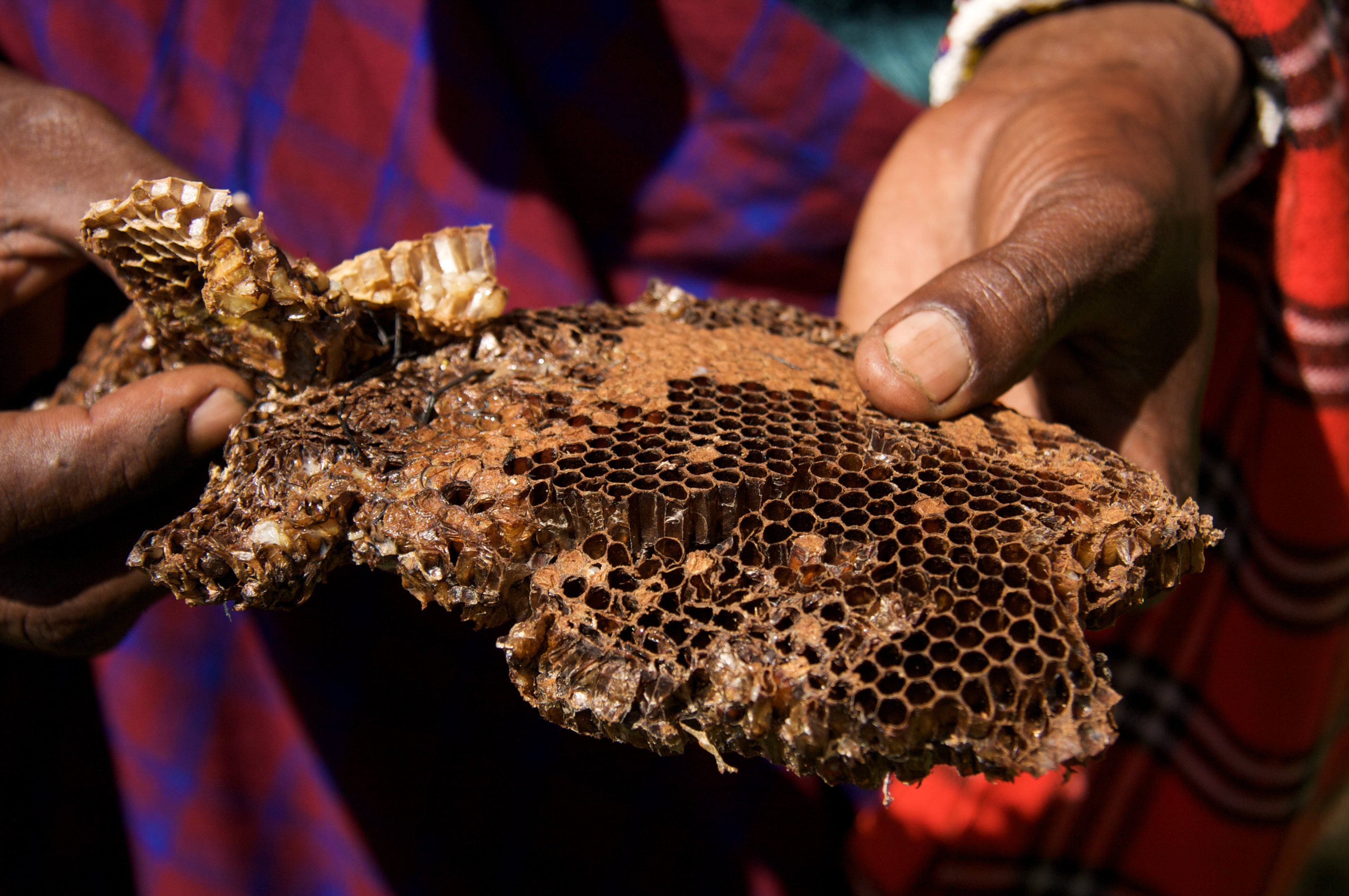 Honey-gathering with Masai