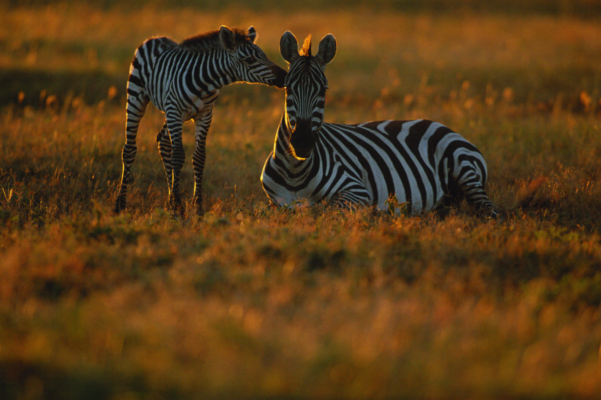 Sweet nothings... Zebra and foal