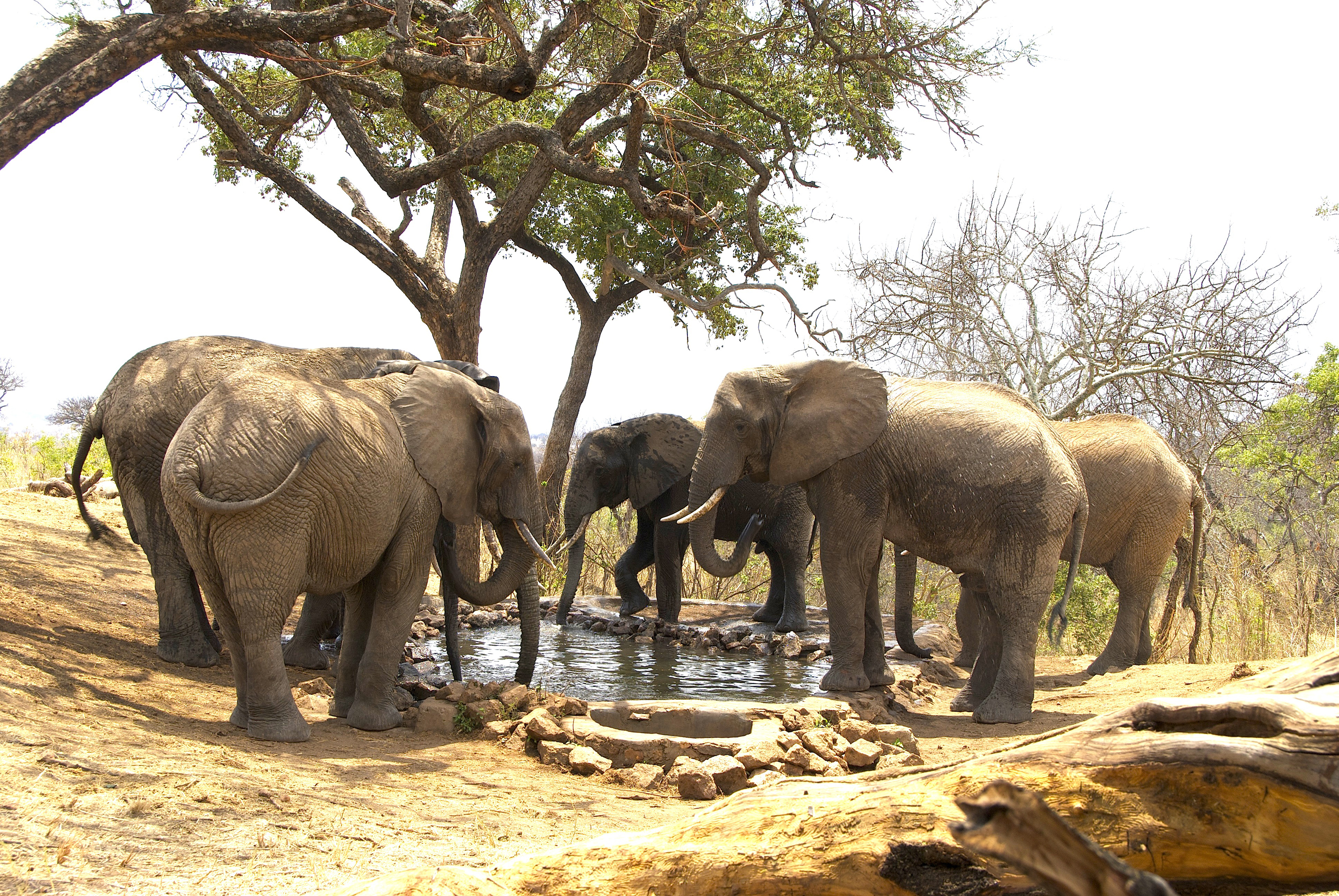 Elephants at the waterhole