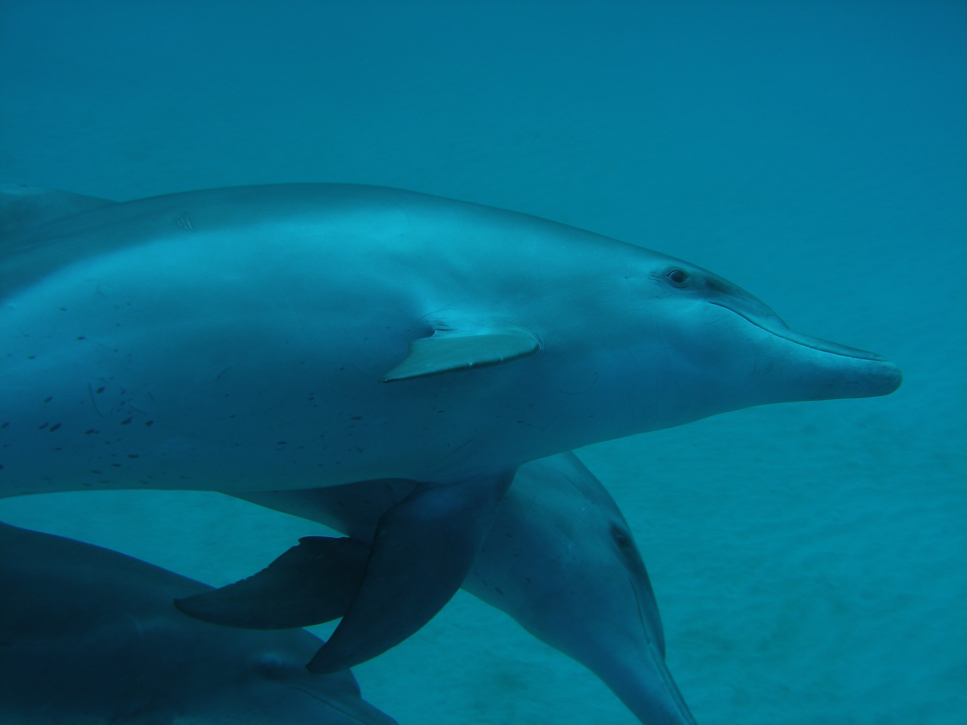 Bottlenose Dolphins
