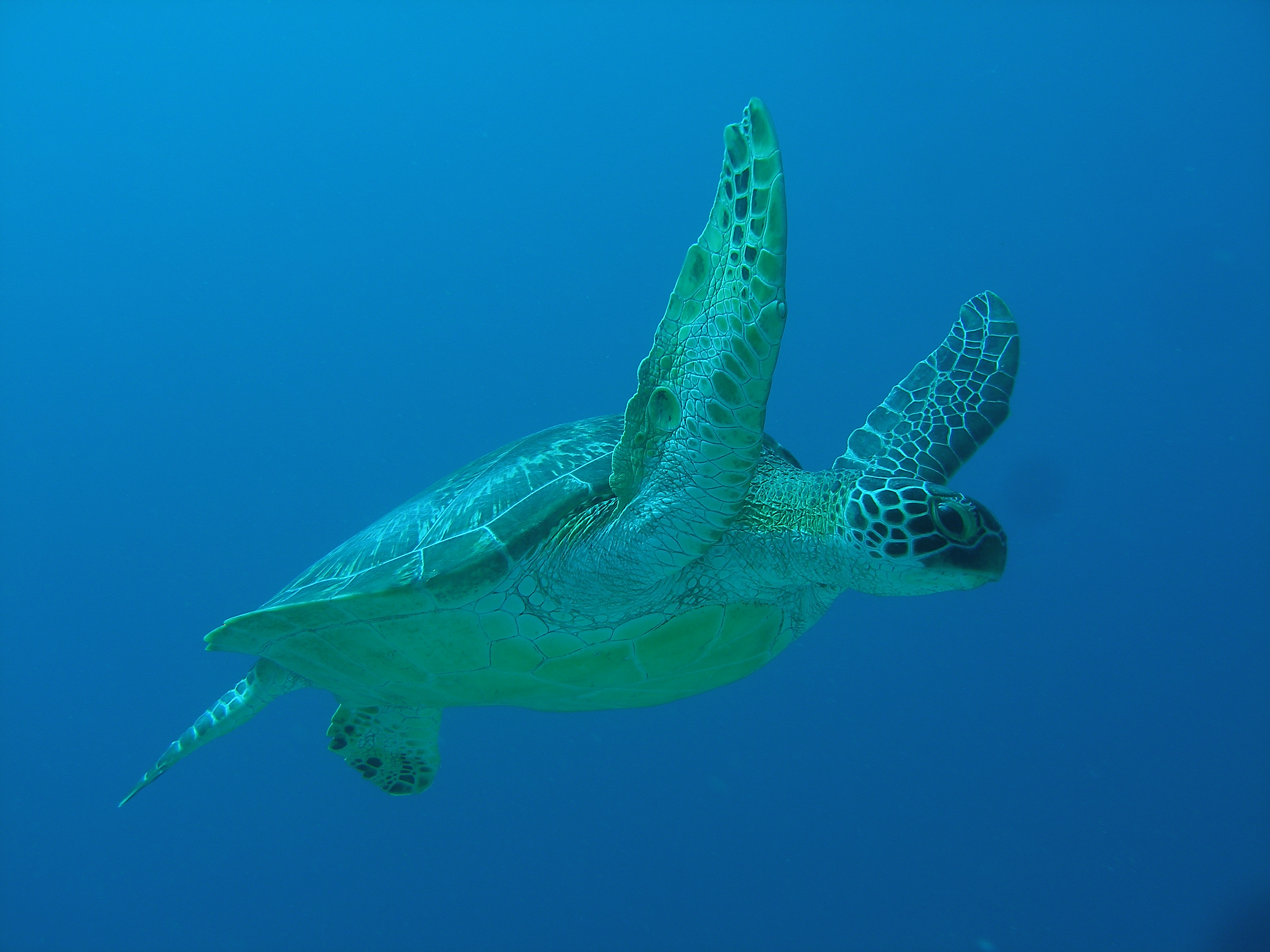 Green Turtle
