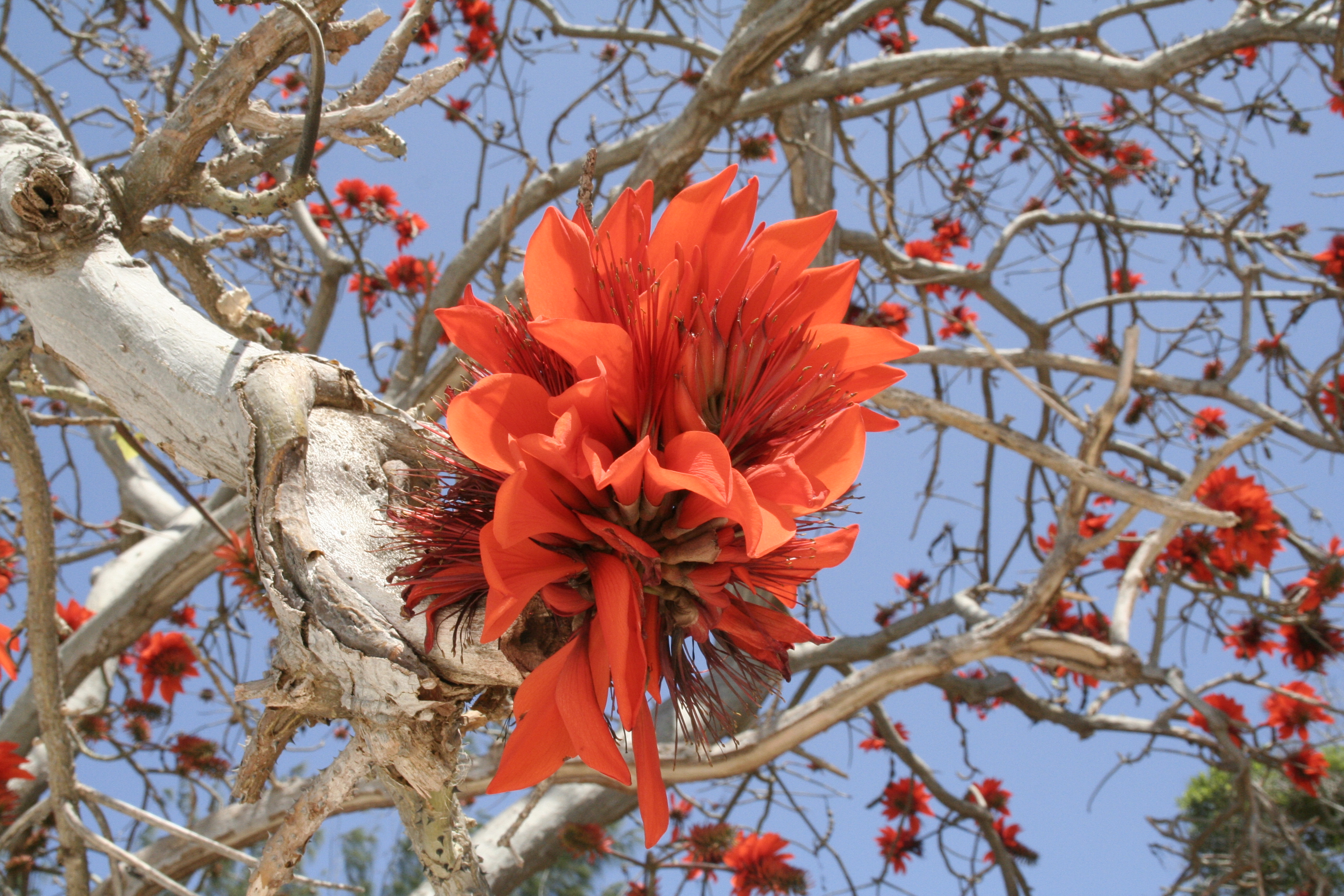 flowers and trees in Kichanga Lodge