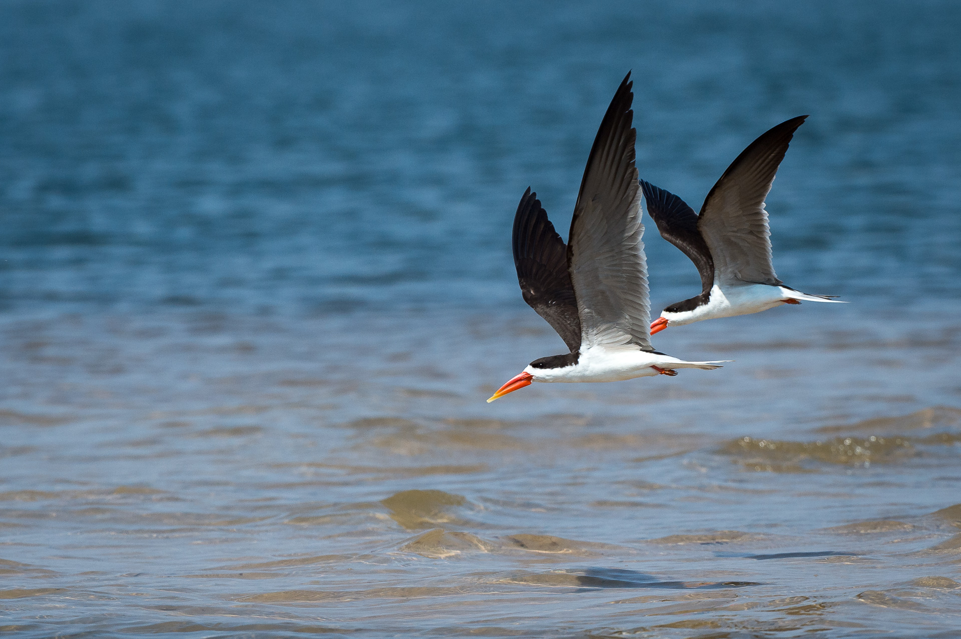 African skimmer pair