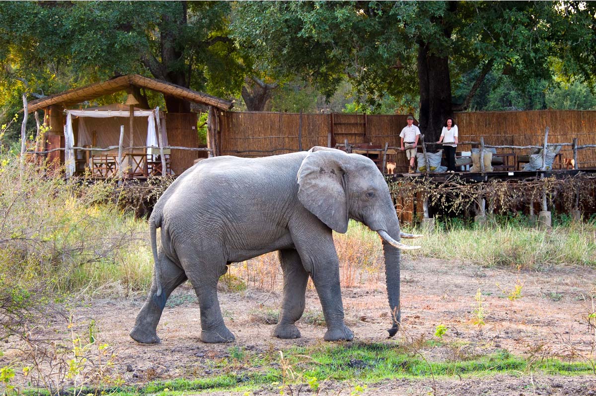 Elephant, giraffe, bushbuck, mongoose, puku, buffalo and numerous birds flock to the waterhole in front of the Treehouse