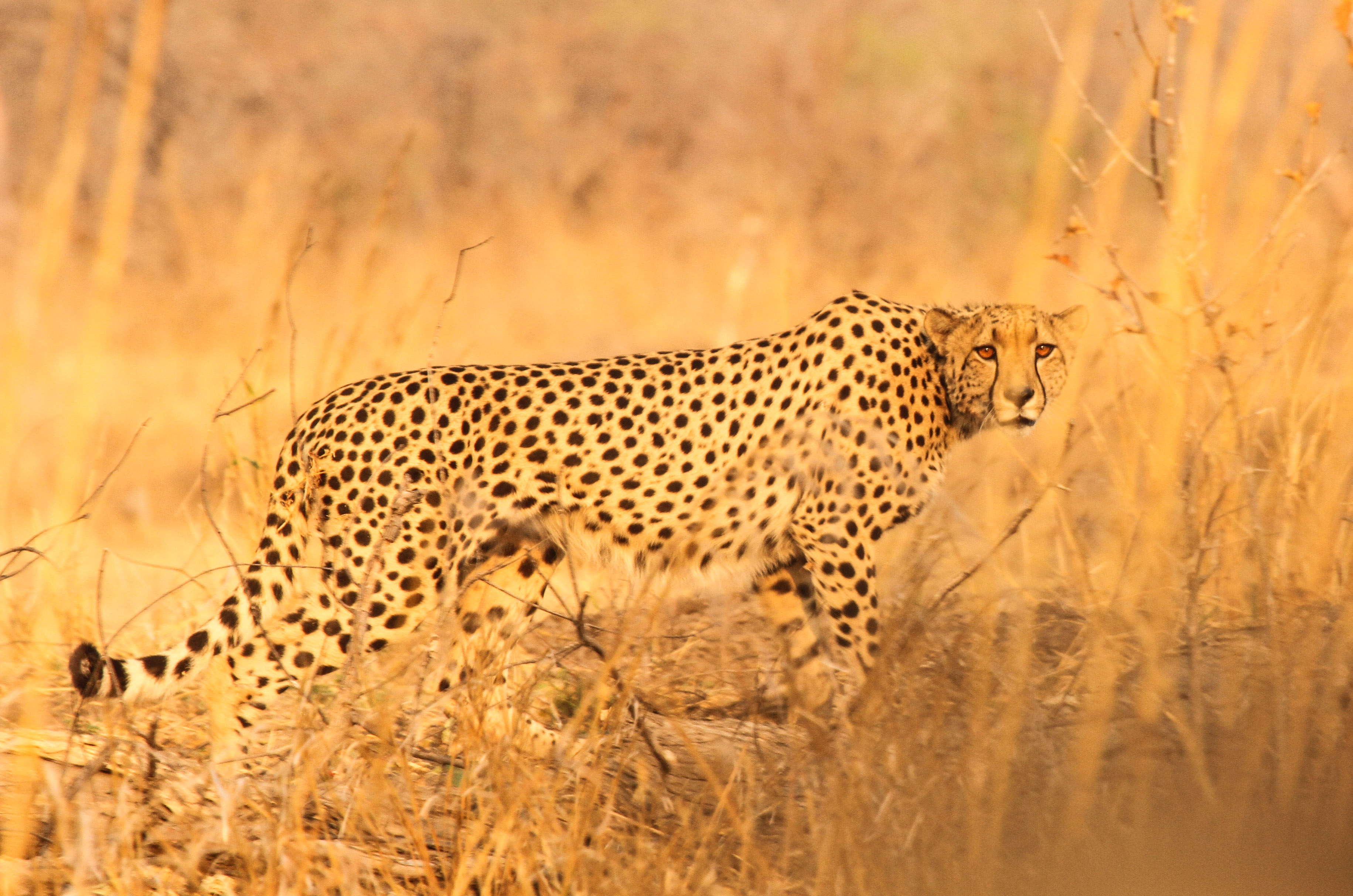 Cheetah seen on a game drive