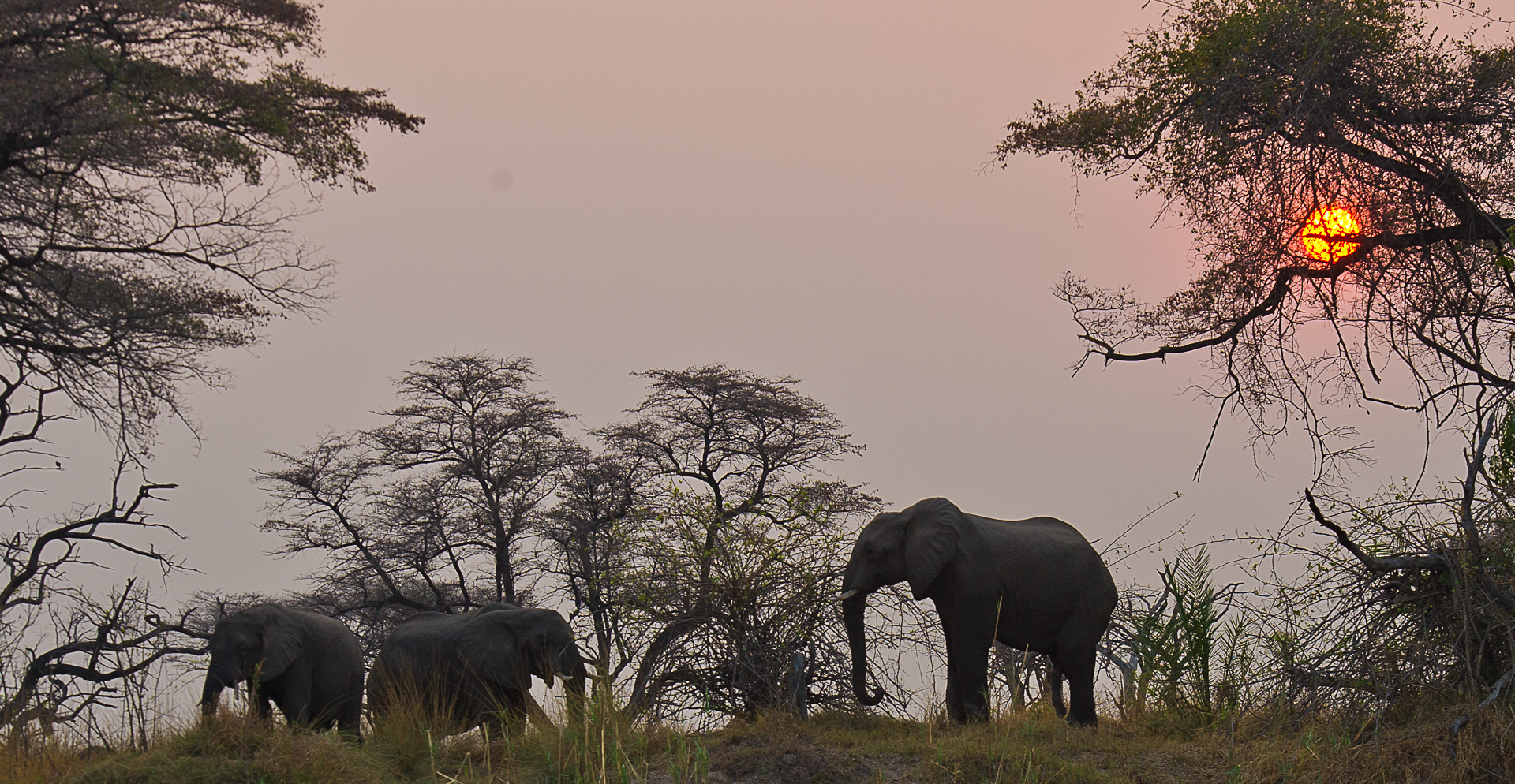 Elephants at Imbabala Zambezi Safari Lodge