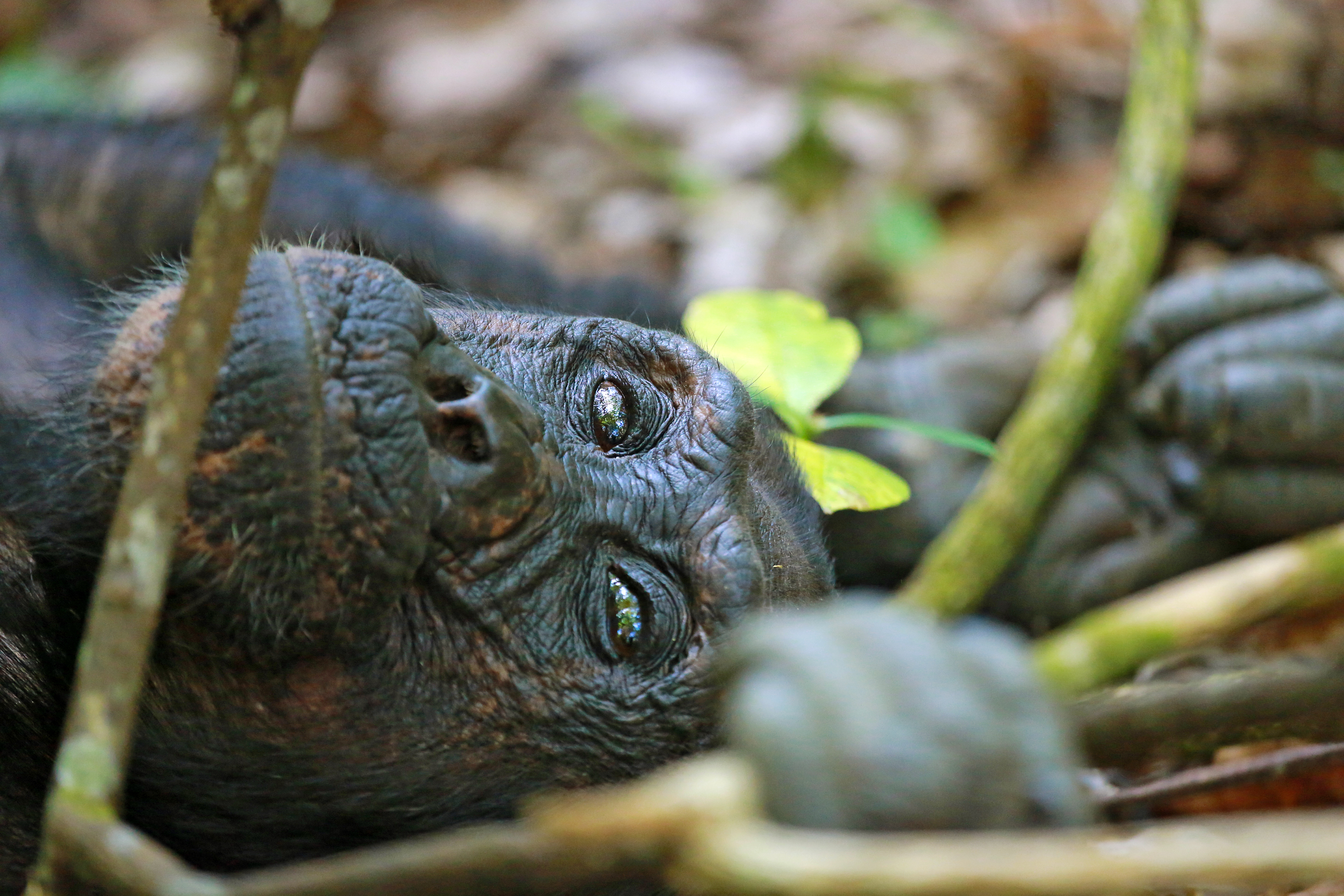 Chimpanzee trekking at Kungwe Beach Lodge