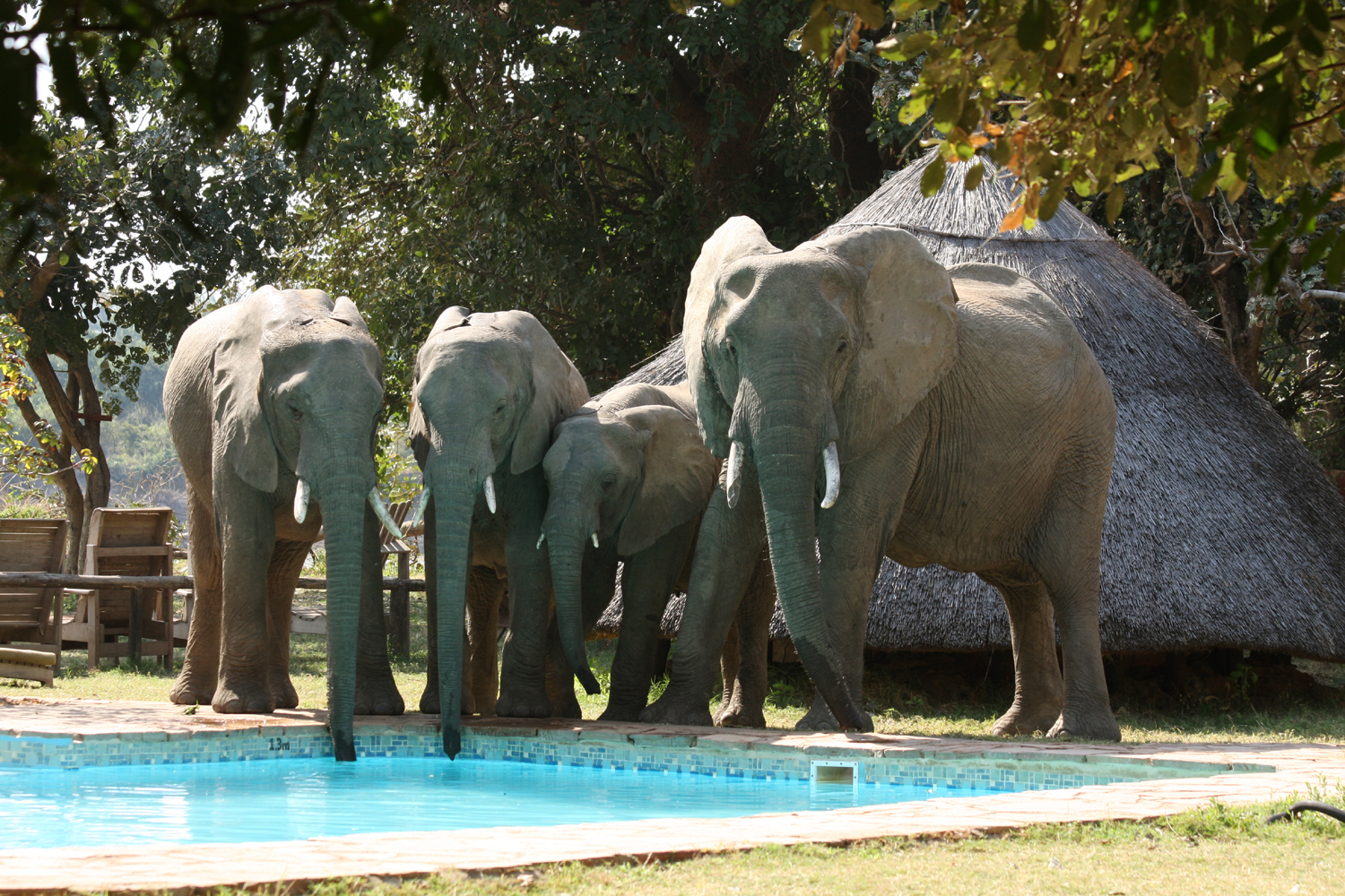 There is plenty of wildlife in and around the camp including the elephant who pass through most days