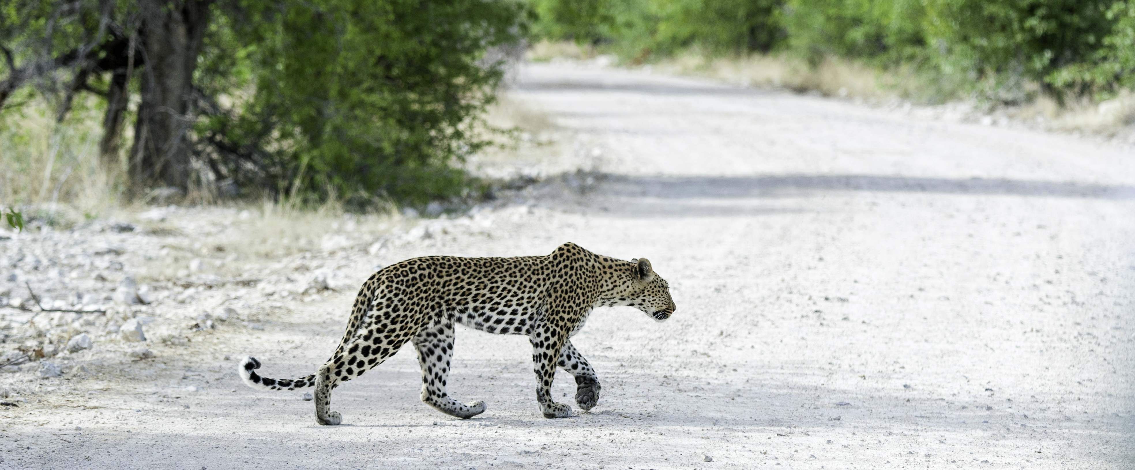 Wildlife experience at Onguma Tented Camp