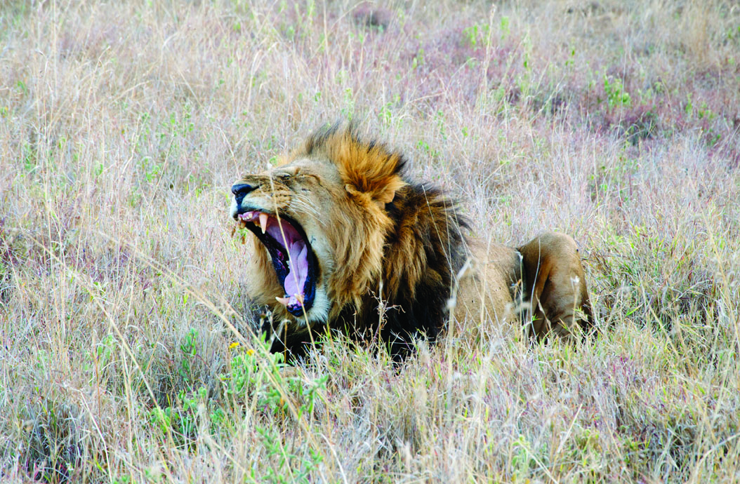 Lions roam the conservancy and several have been collared for scientific purposes