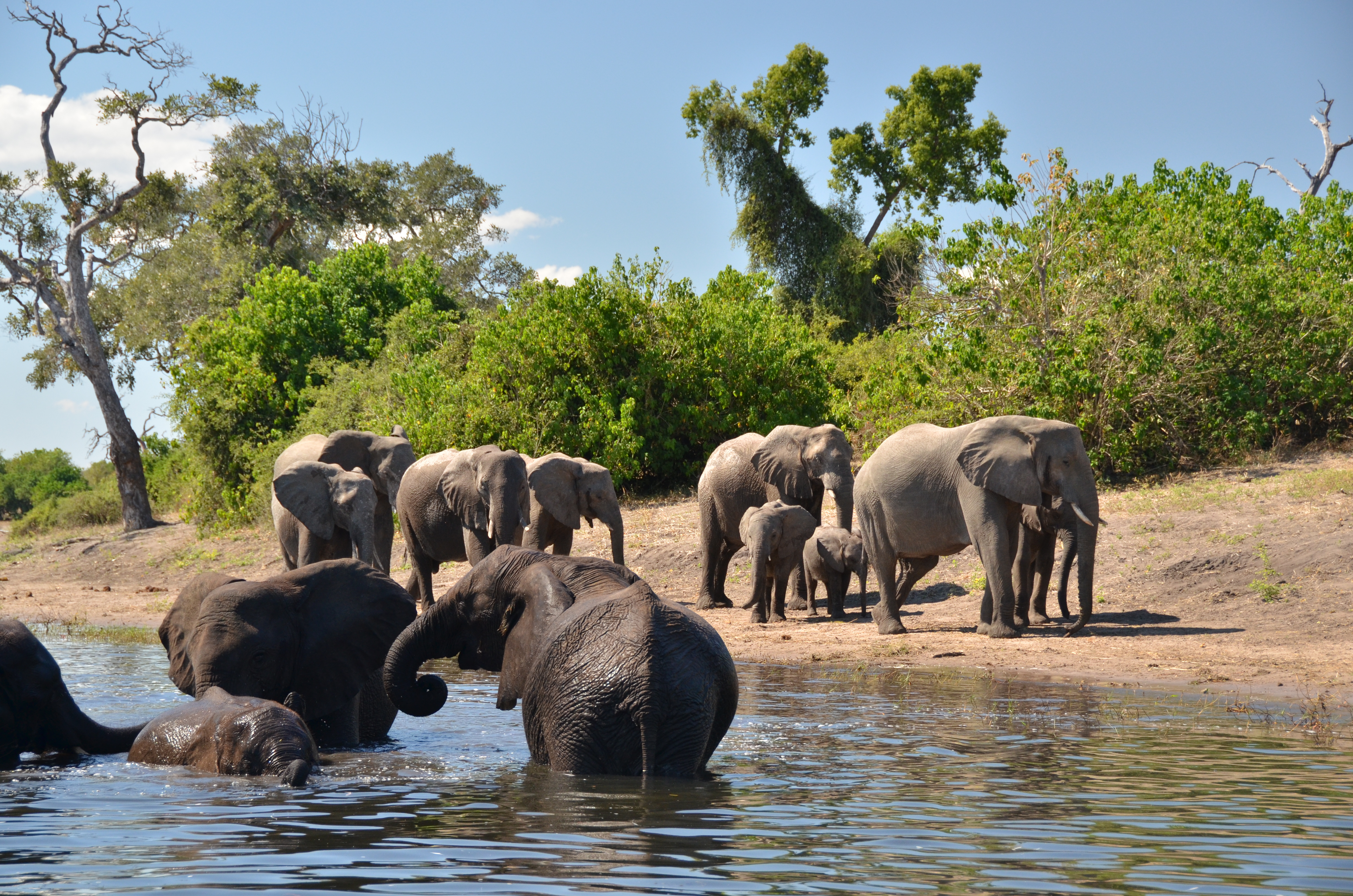 The Chobe is popular for a reason - with a wonderful diversity of animals and amazing game concentrations.  The Chobe offers an unbeatable game experience.